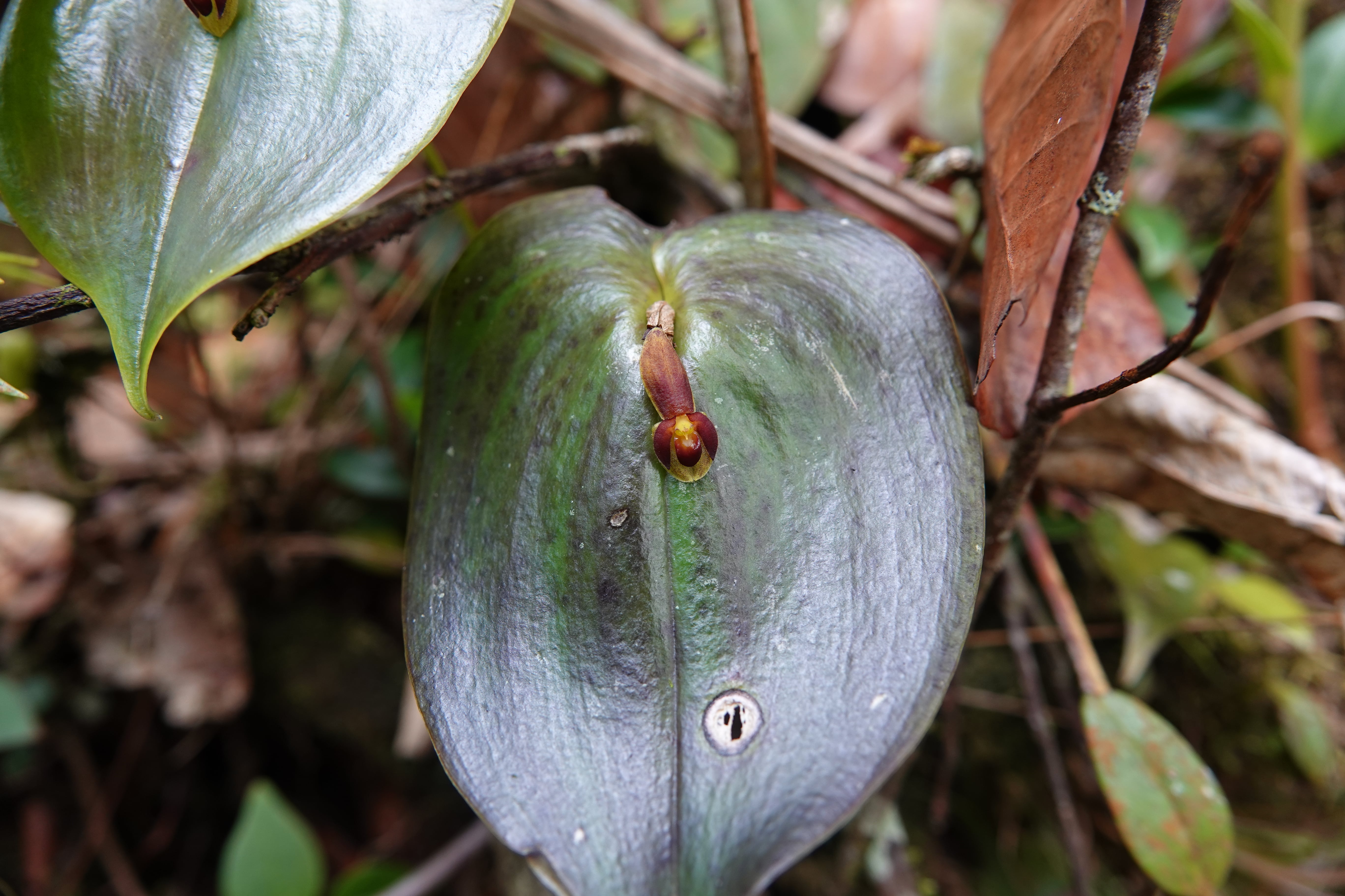 *Pleurothallis cordata*. La Honda.