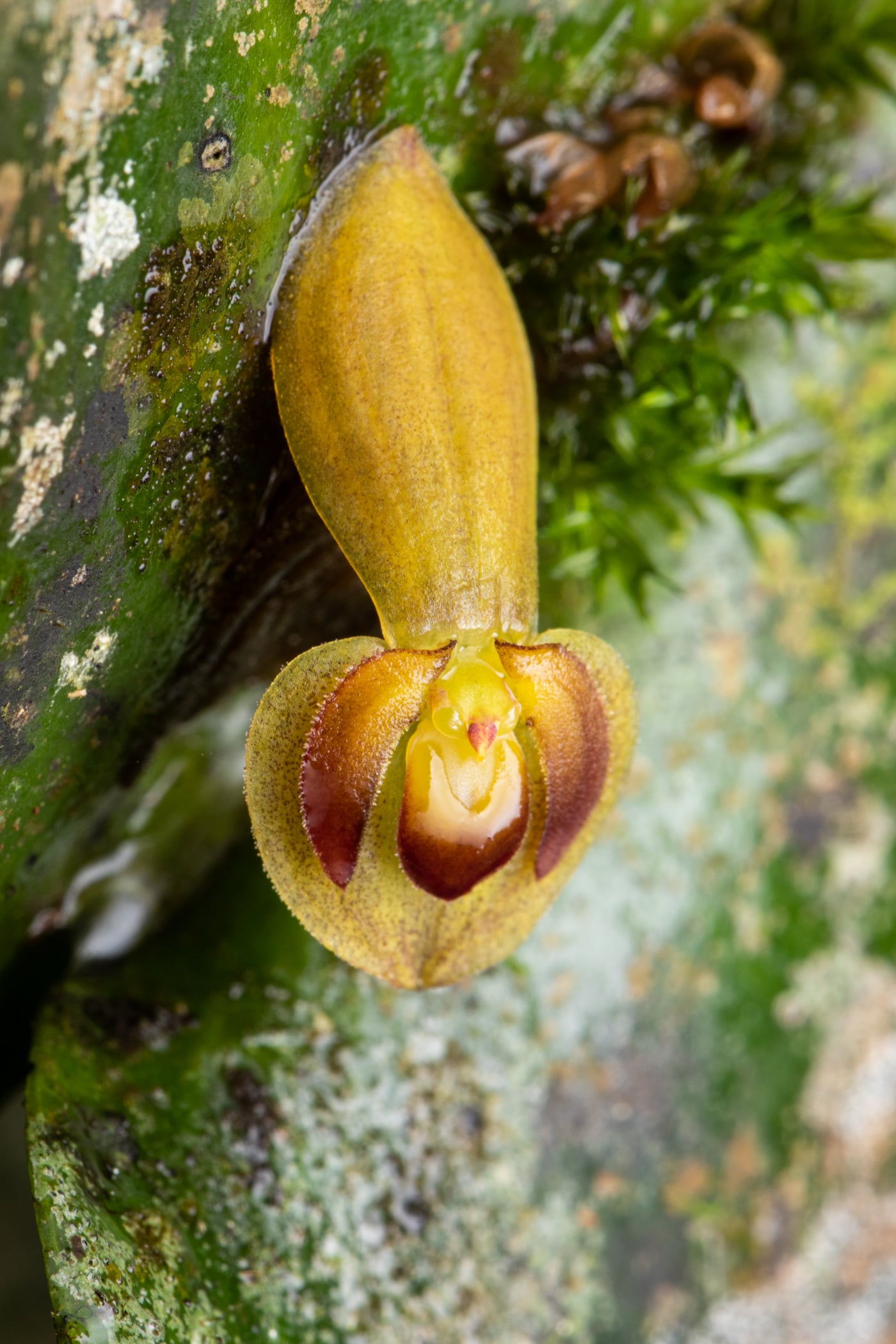 *Pleurothallis cordata*, La Honda, 2025.
