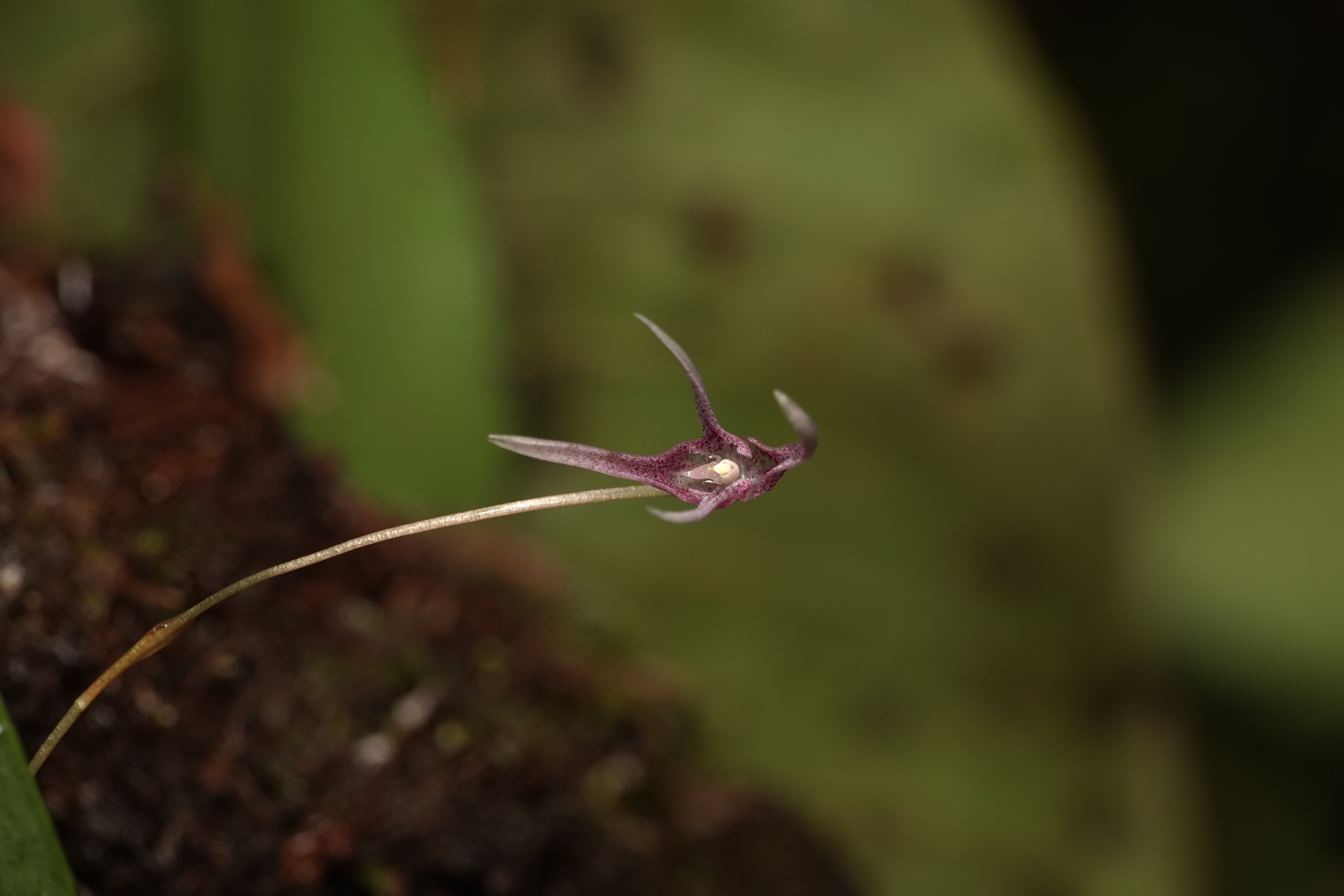 Pleurothallis eduardoi. La Honda.
