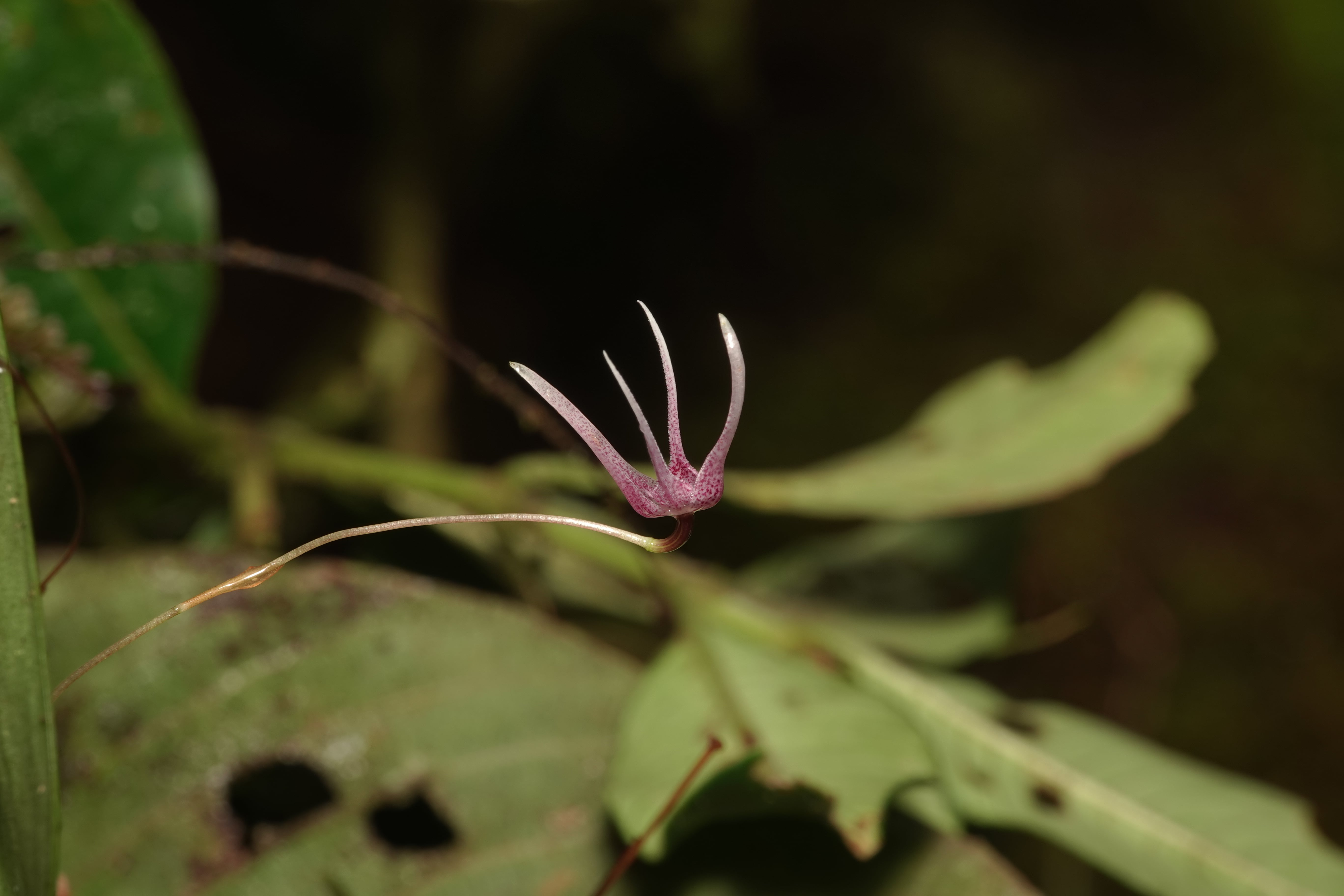 Pleurothallis eduardoi. La Honda.