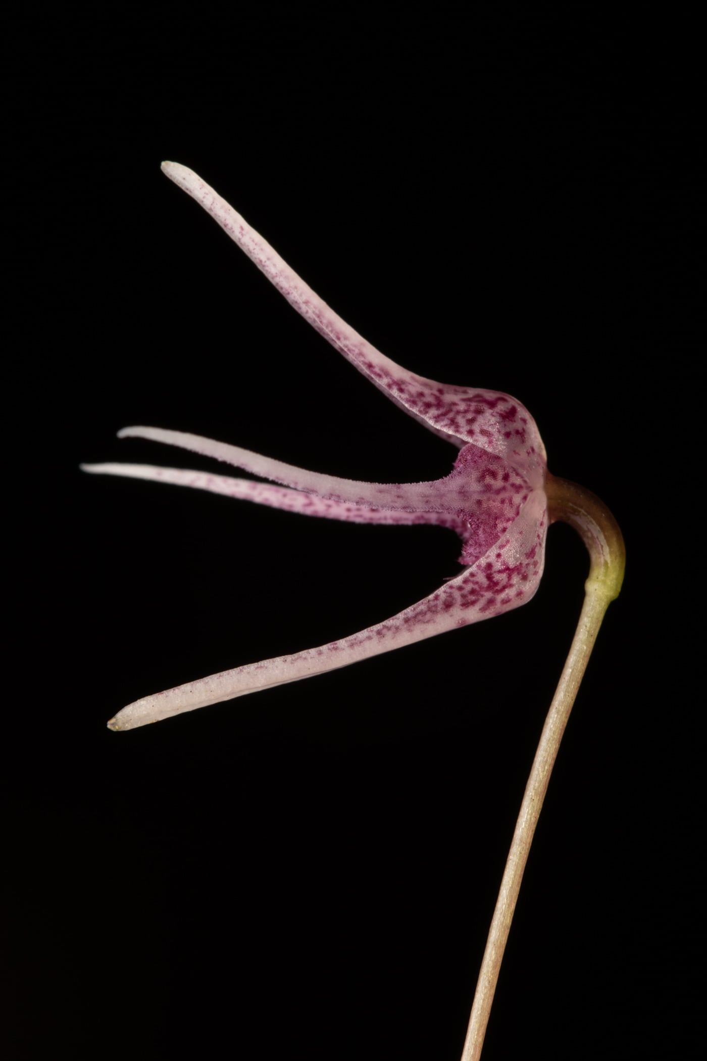 *Pleurothallis eduardoi*, La Honda, 2025.