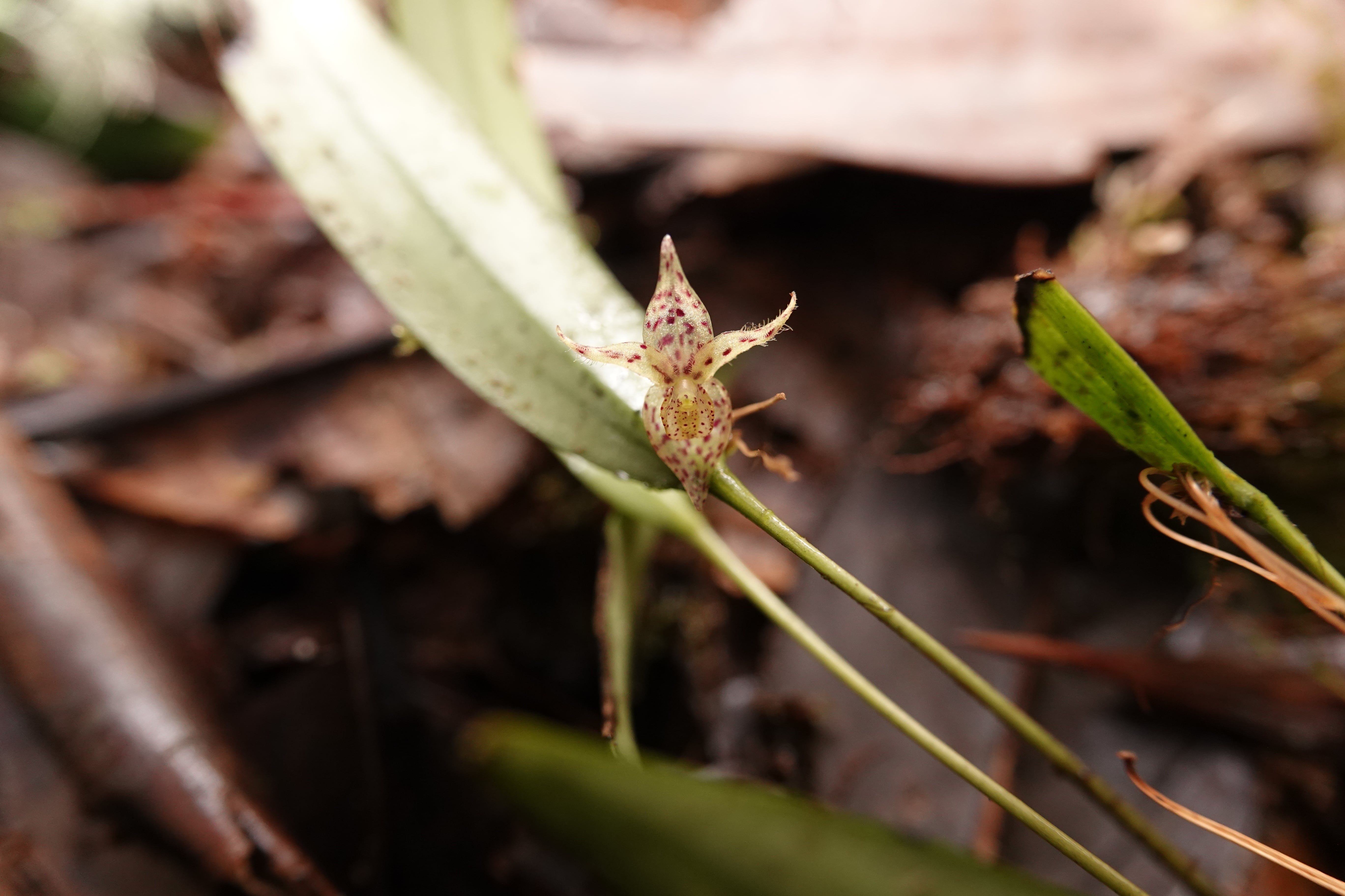 *Pleurothallis sp 10*. La Honda.