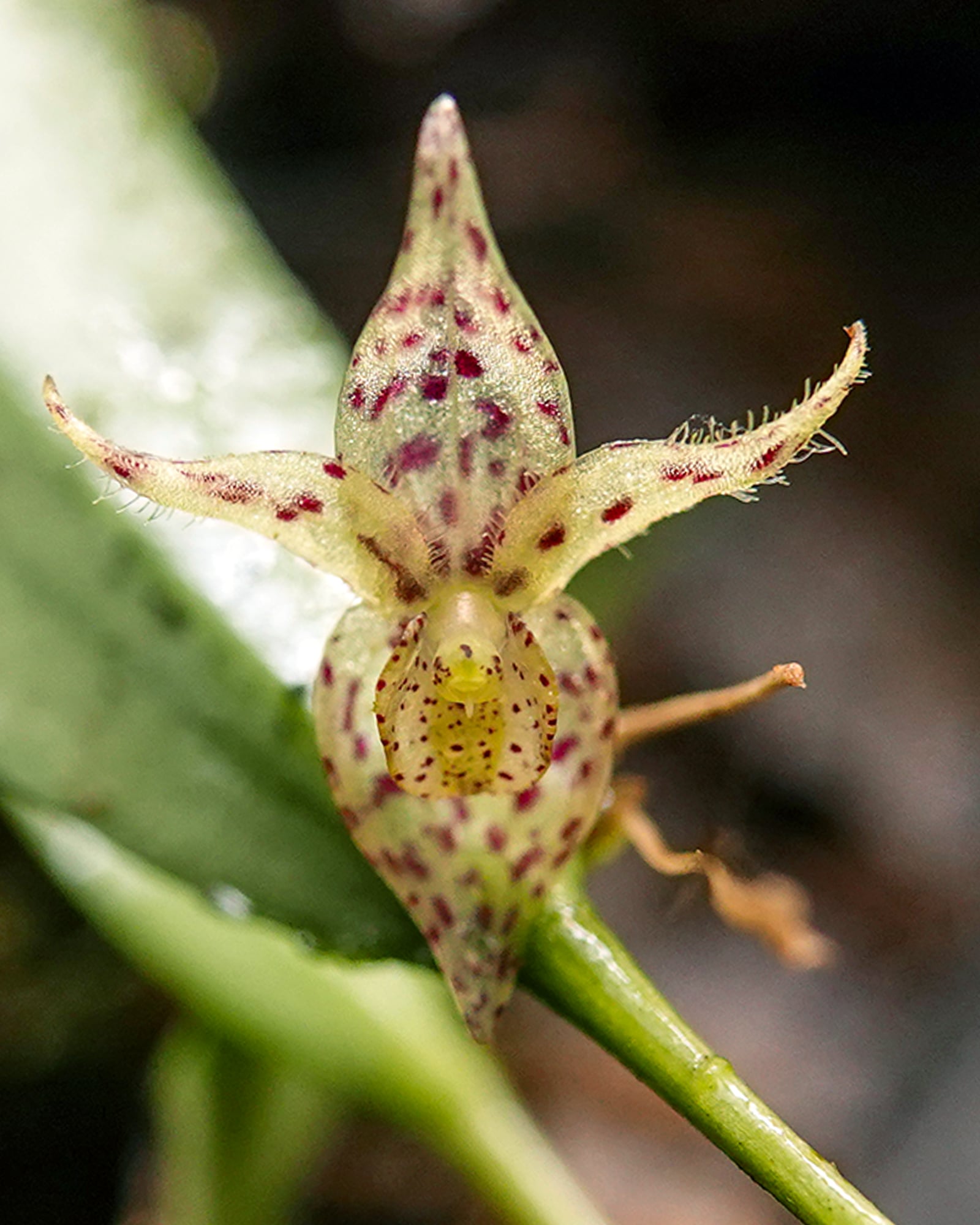 Pleurothallis sp 10
