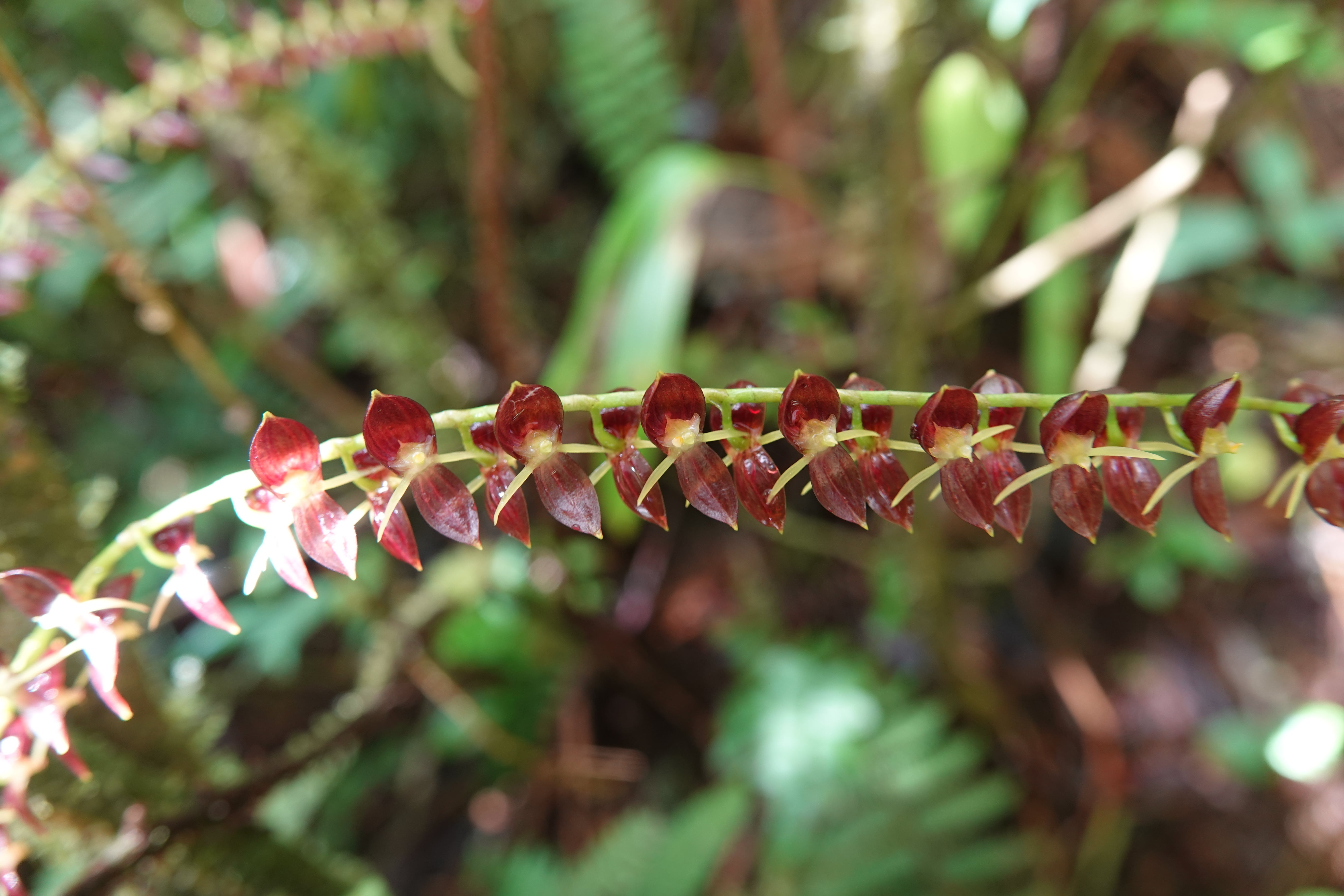 Pleurothallis sp 11