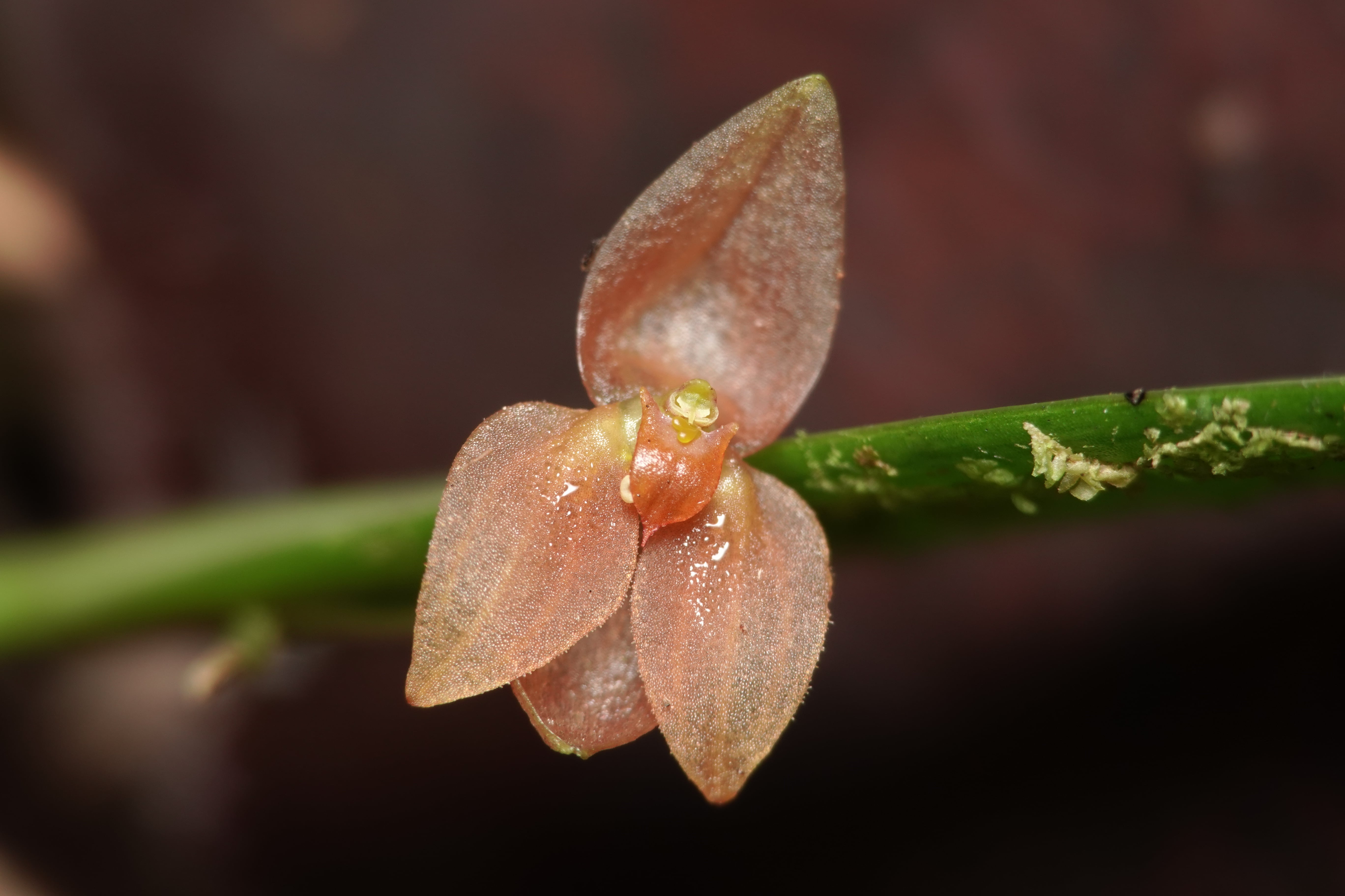 Pleurothallis sp 12