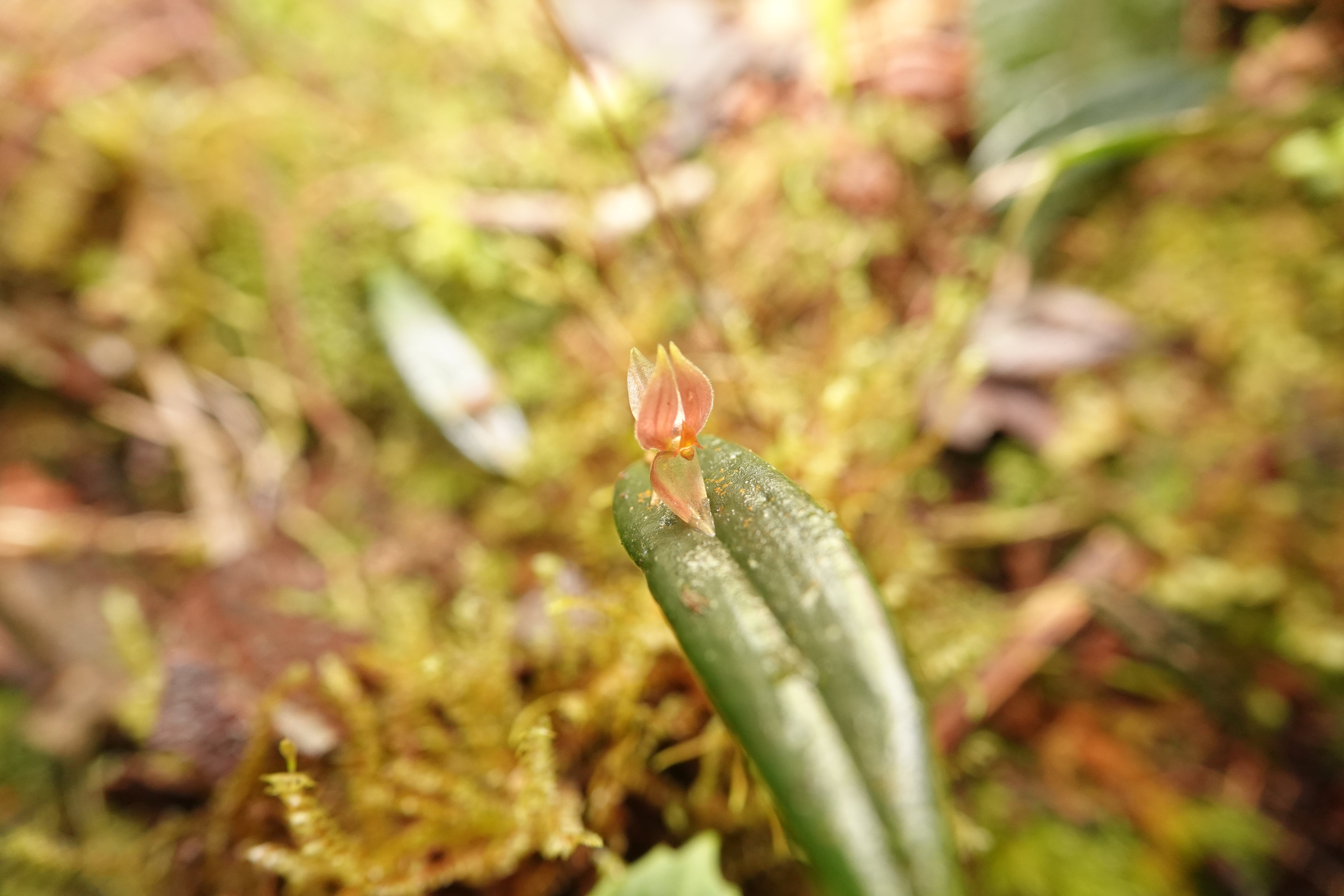 *Pleurothallis sp 12*. La Honda.