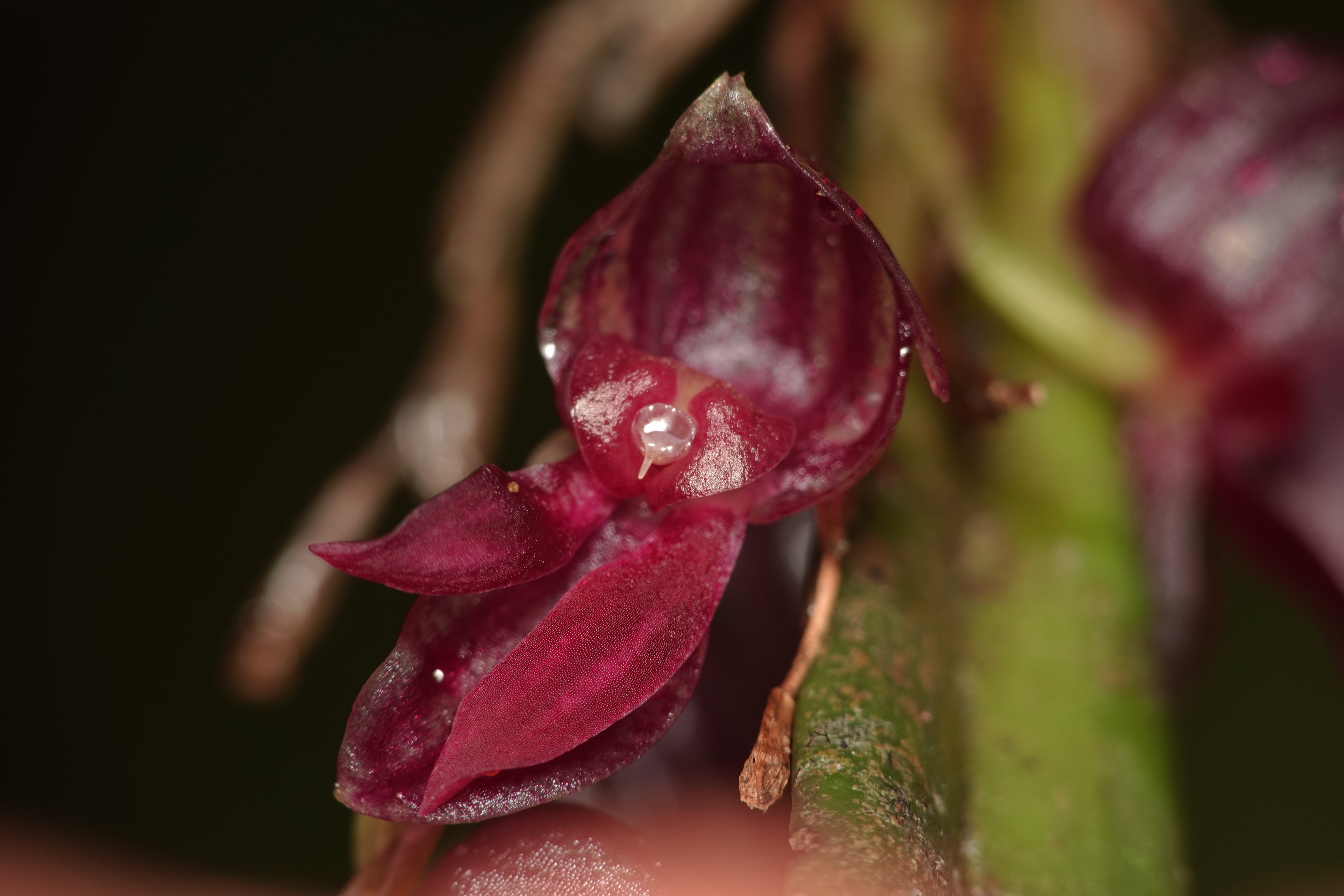 Pleurothallis sp 13