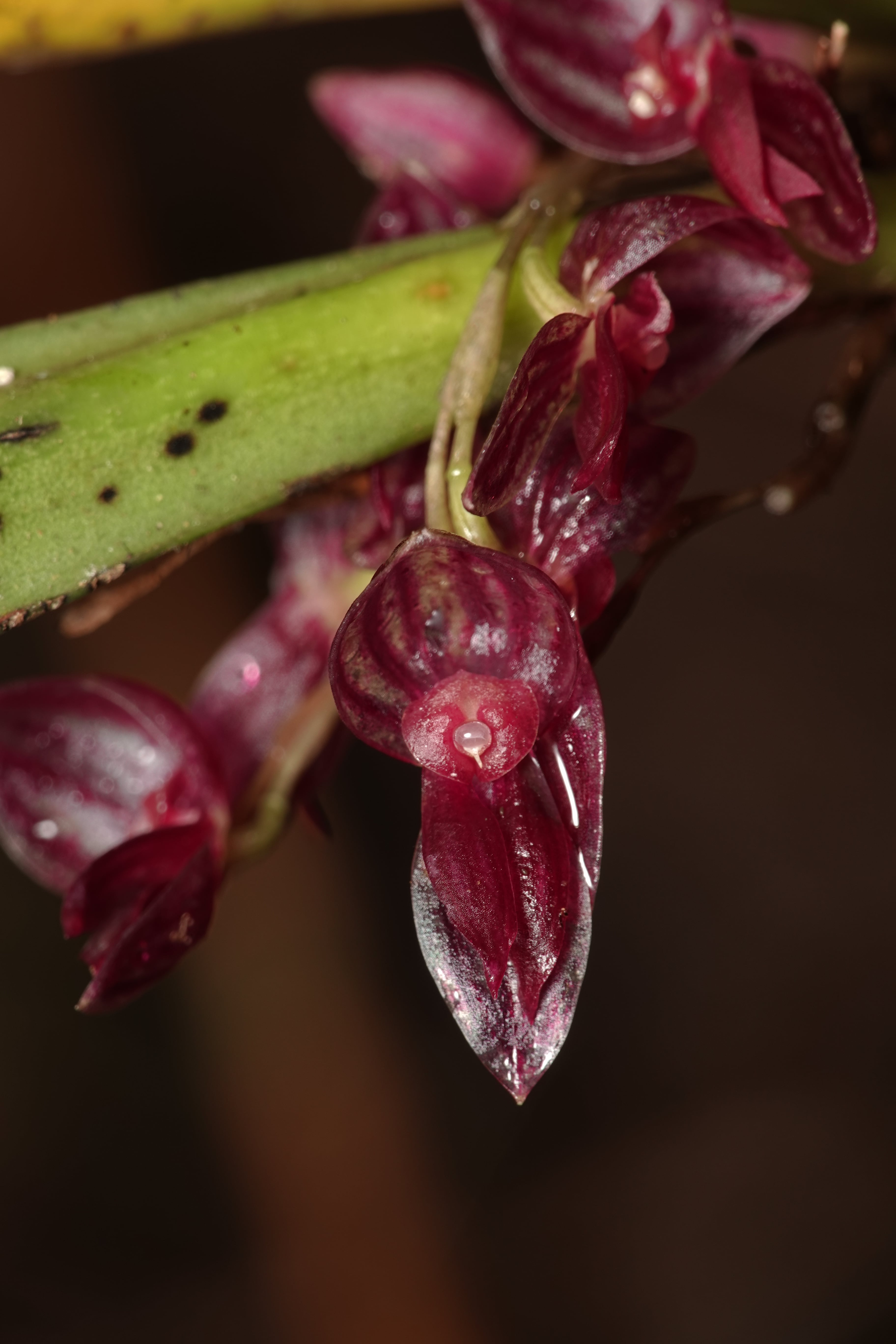 *Pleurothallis sp 13*. La Honda.