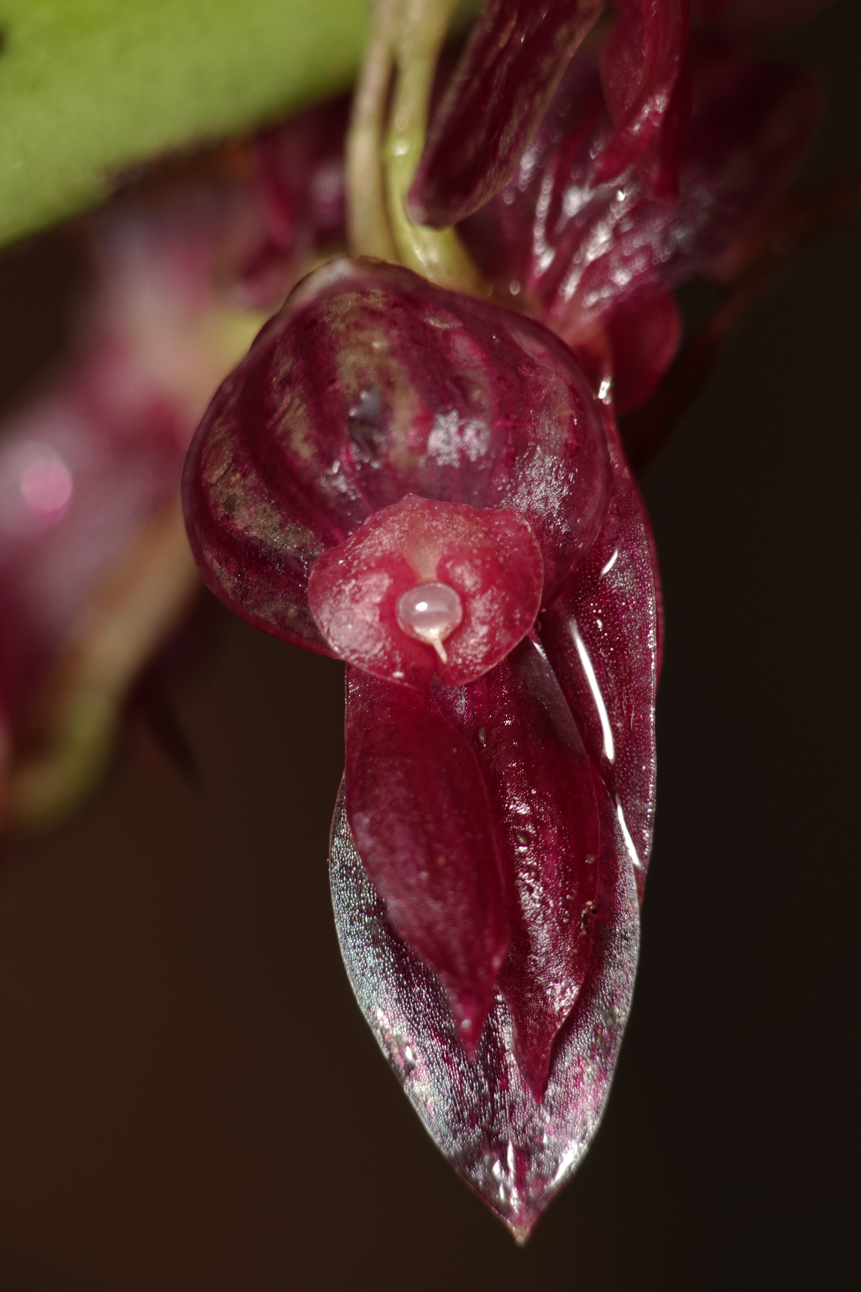 *Pleurothallis sp 13*. La Honda.