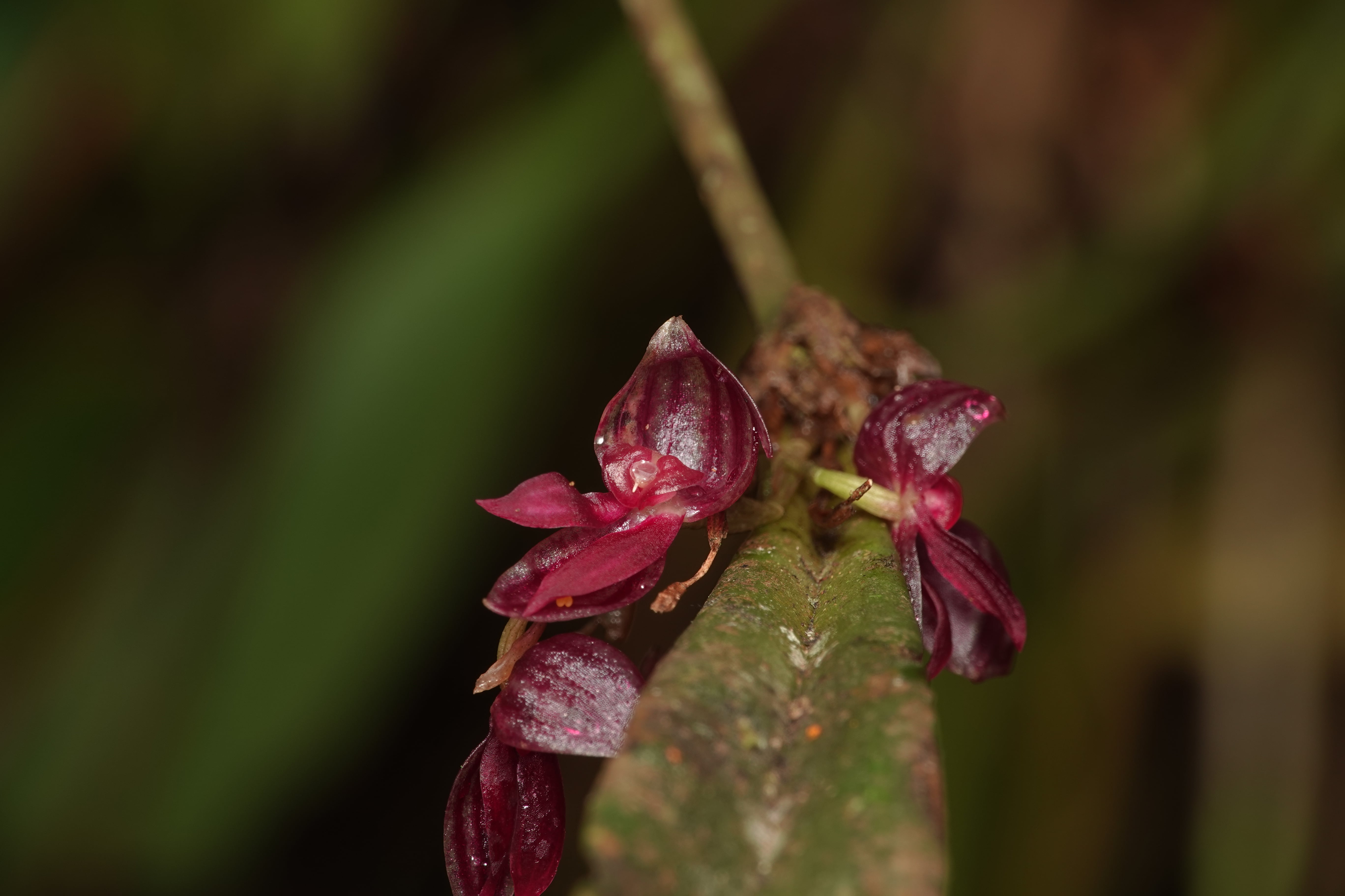 *Pleurothallis sp 13*. La Honda.