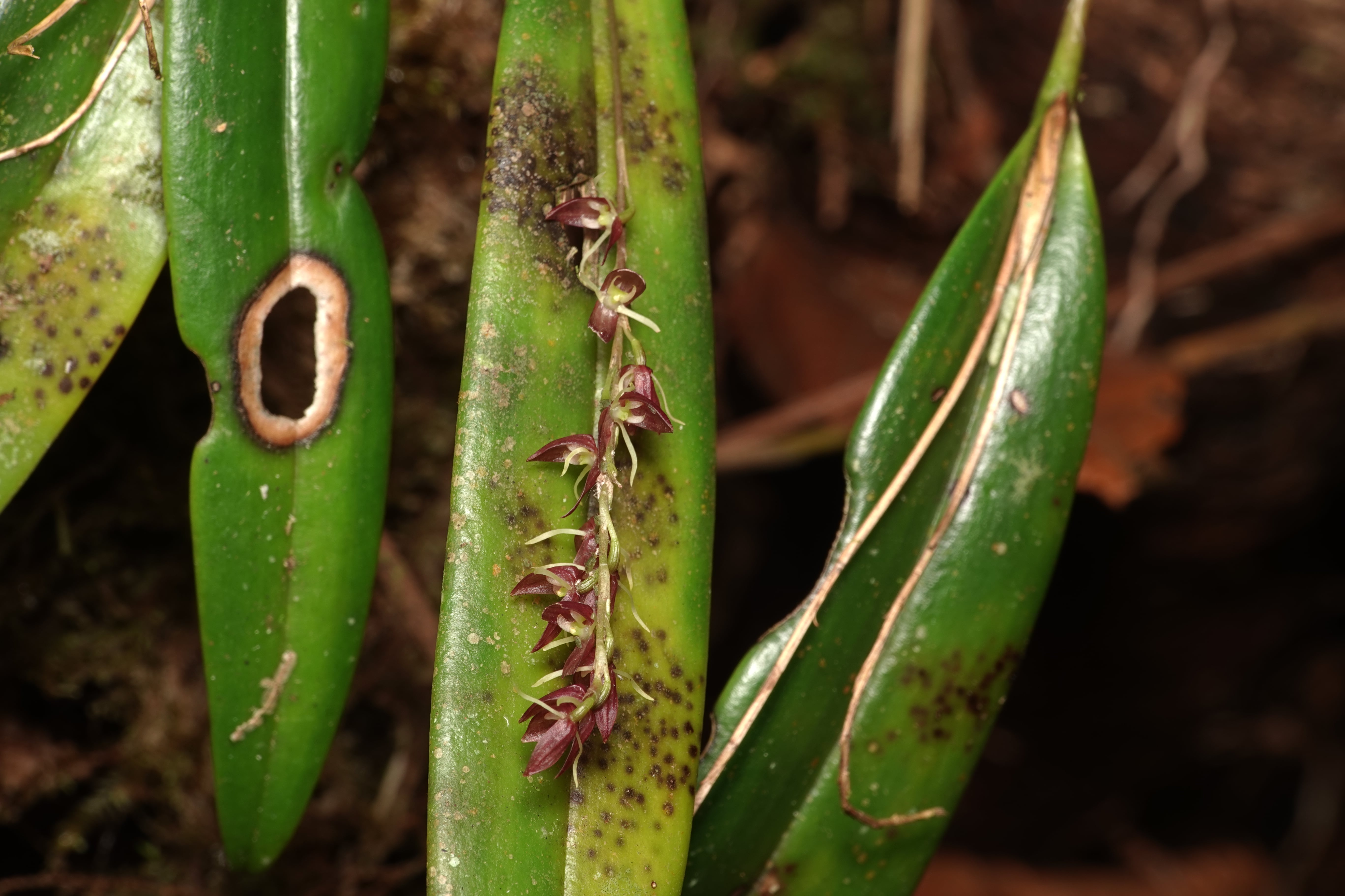 Pleurothallis sp 14