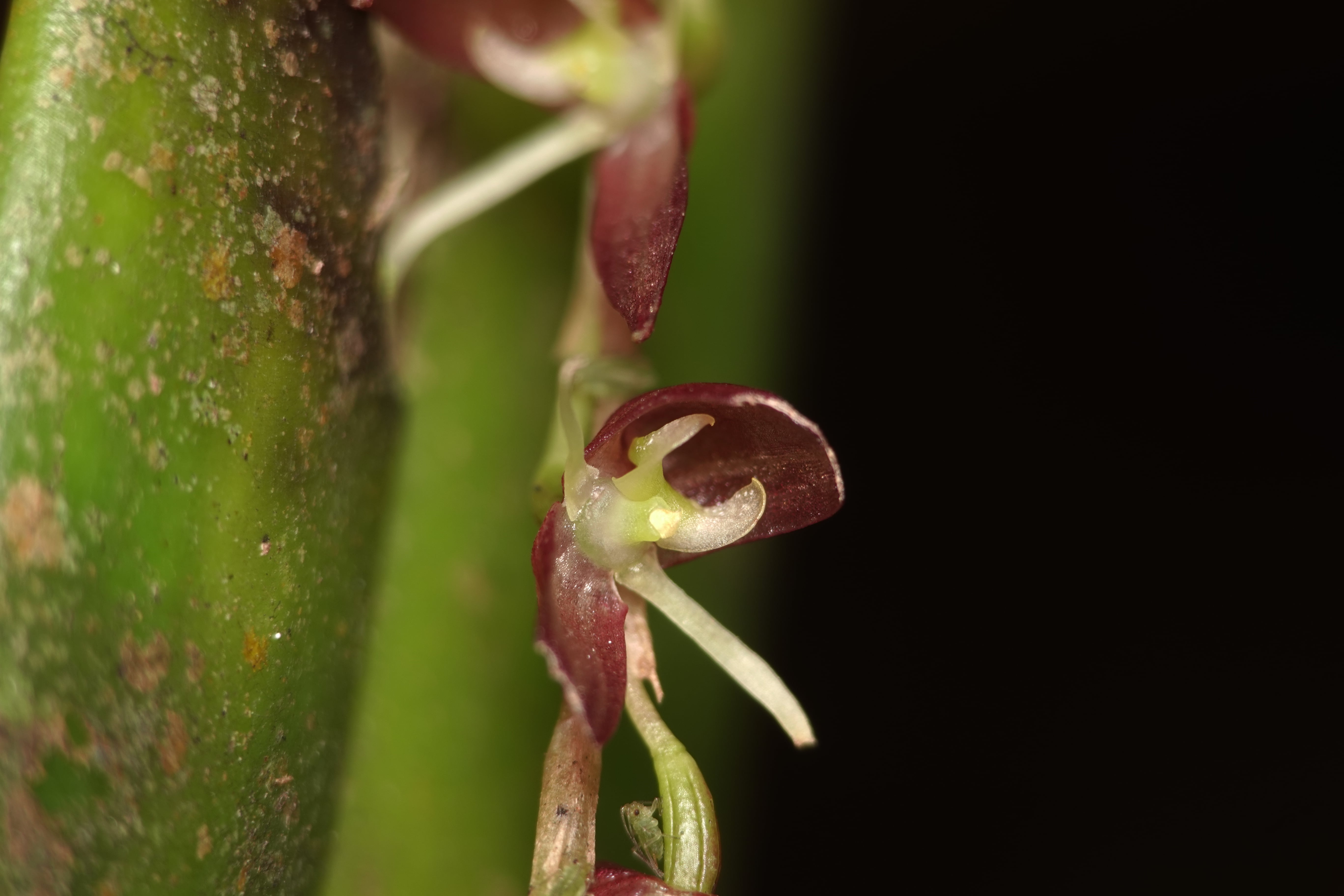 *Pleurothallis sp 14*. La Honda.