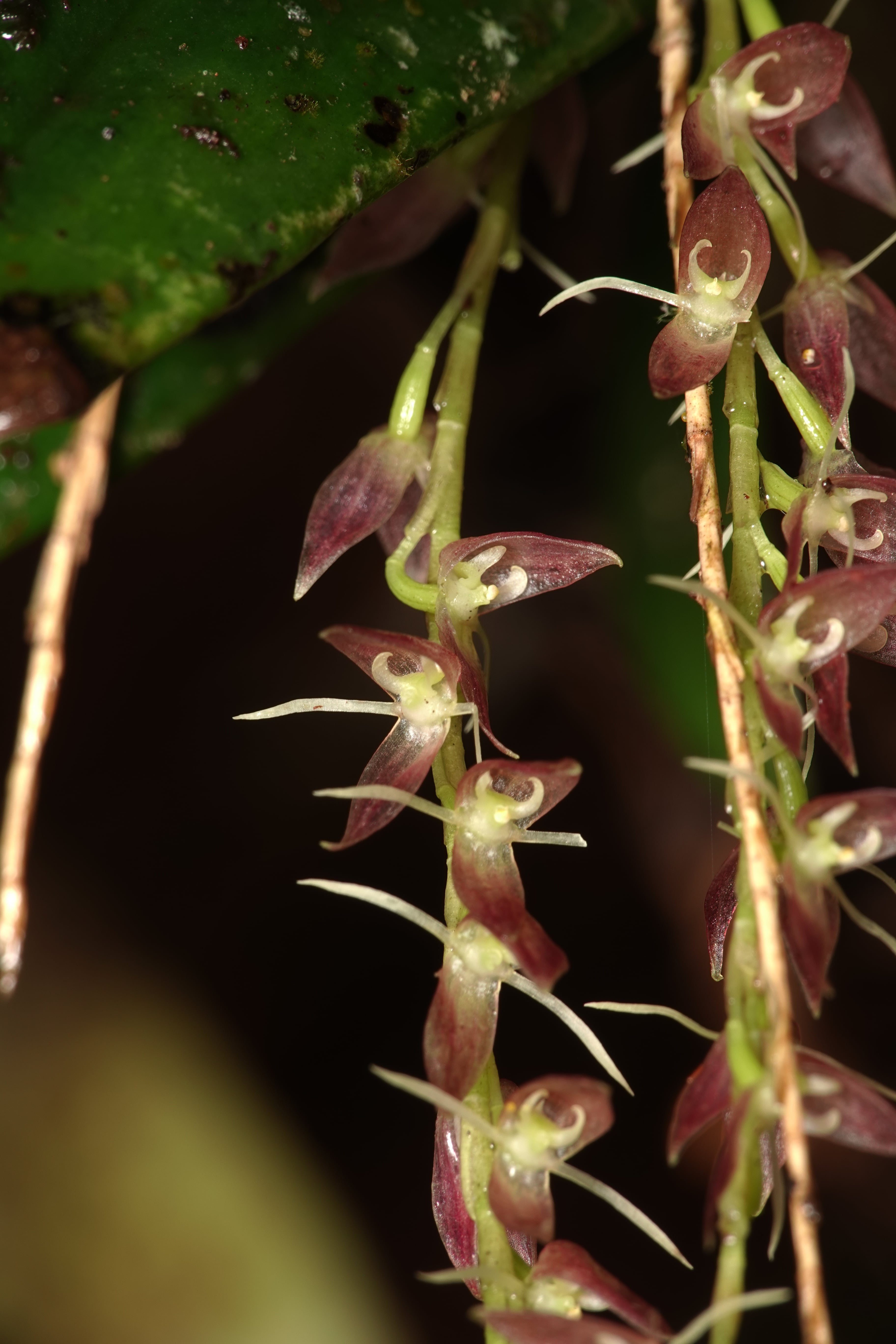 *Pleurothallis sp 14*. La Honda.