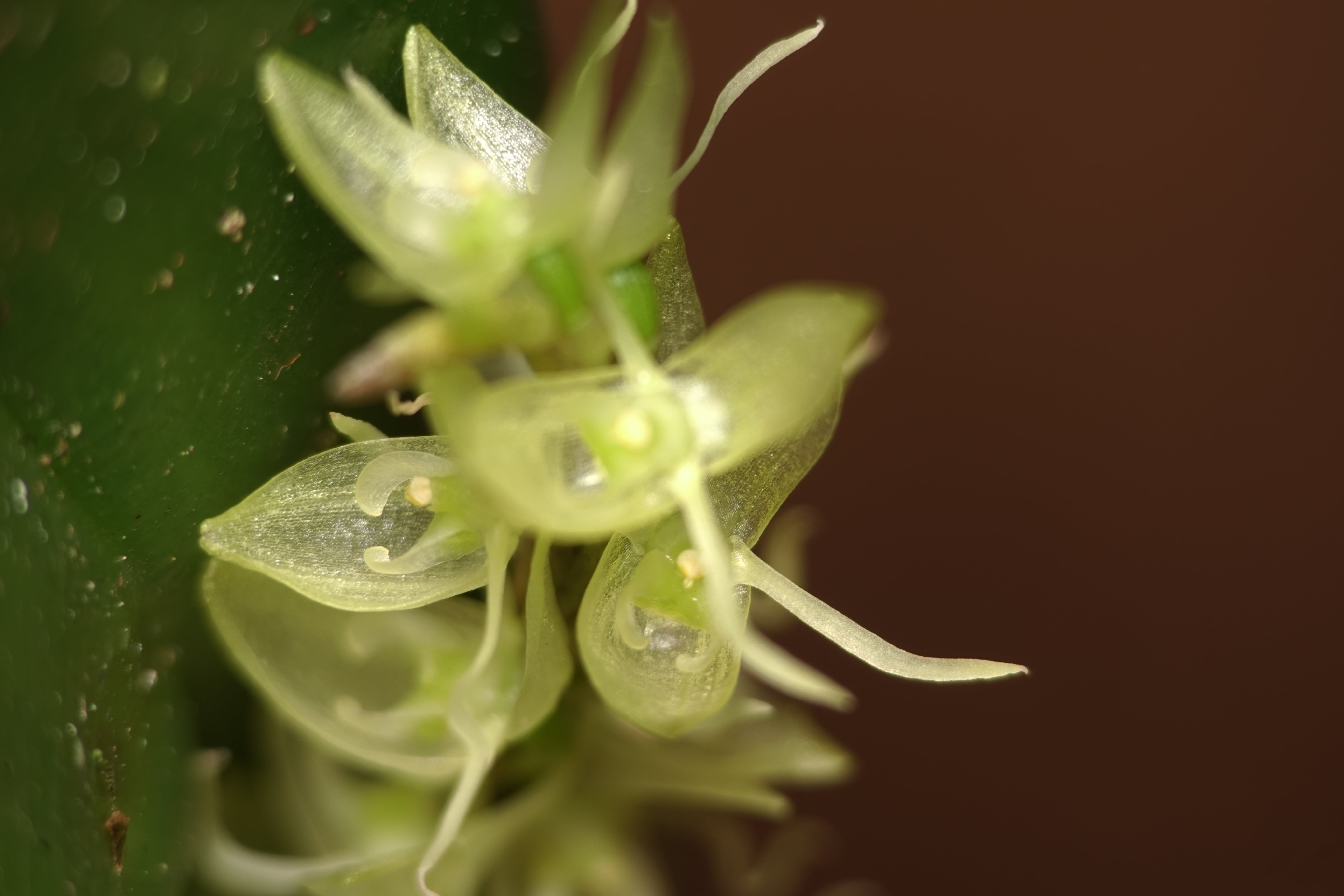 Pleurothallis sp 15