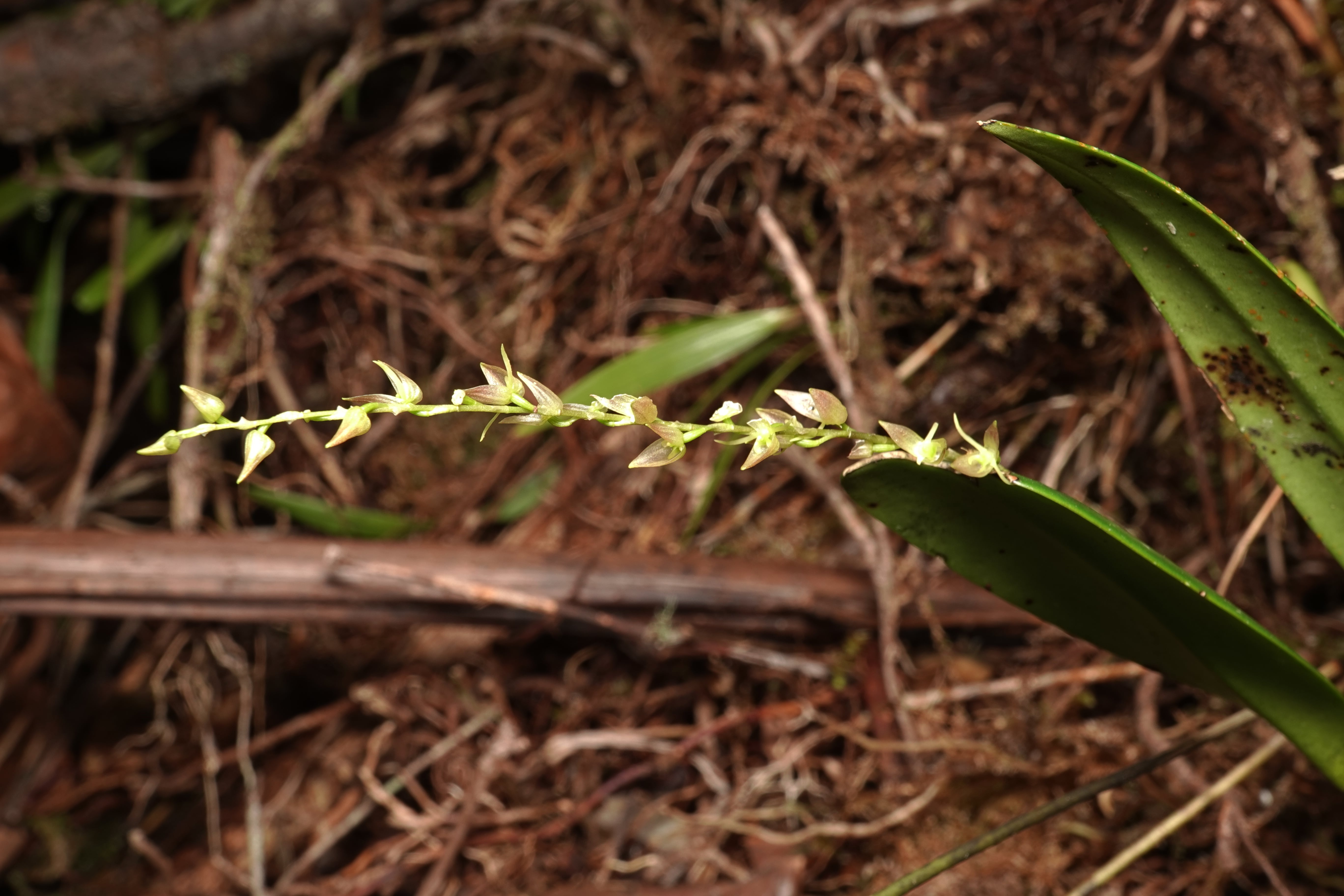 *Pleurothallis sp 15*. La Honda.
