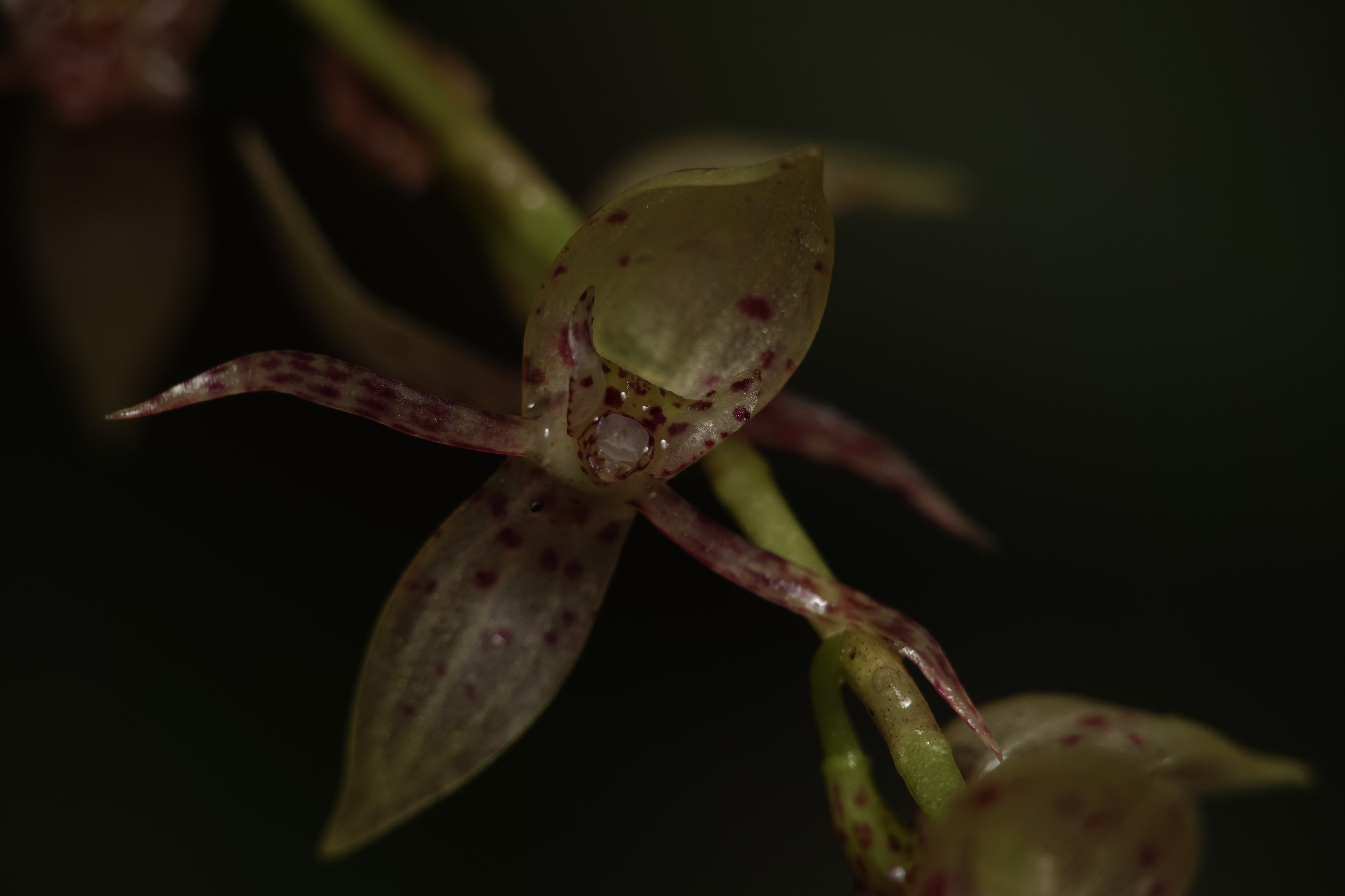 Pleurothallis sp 16