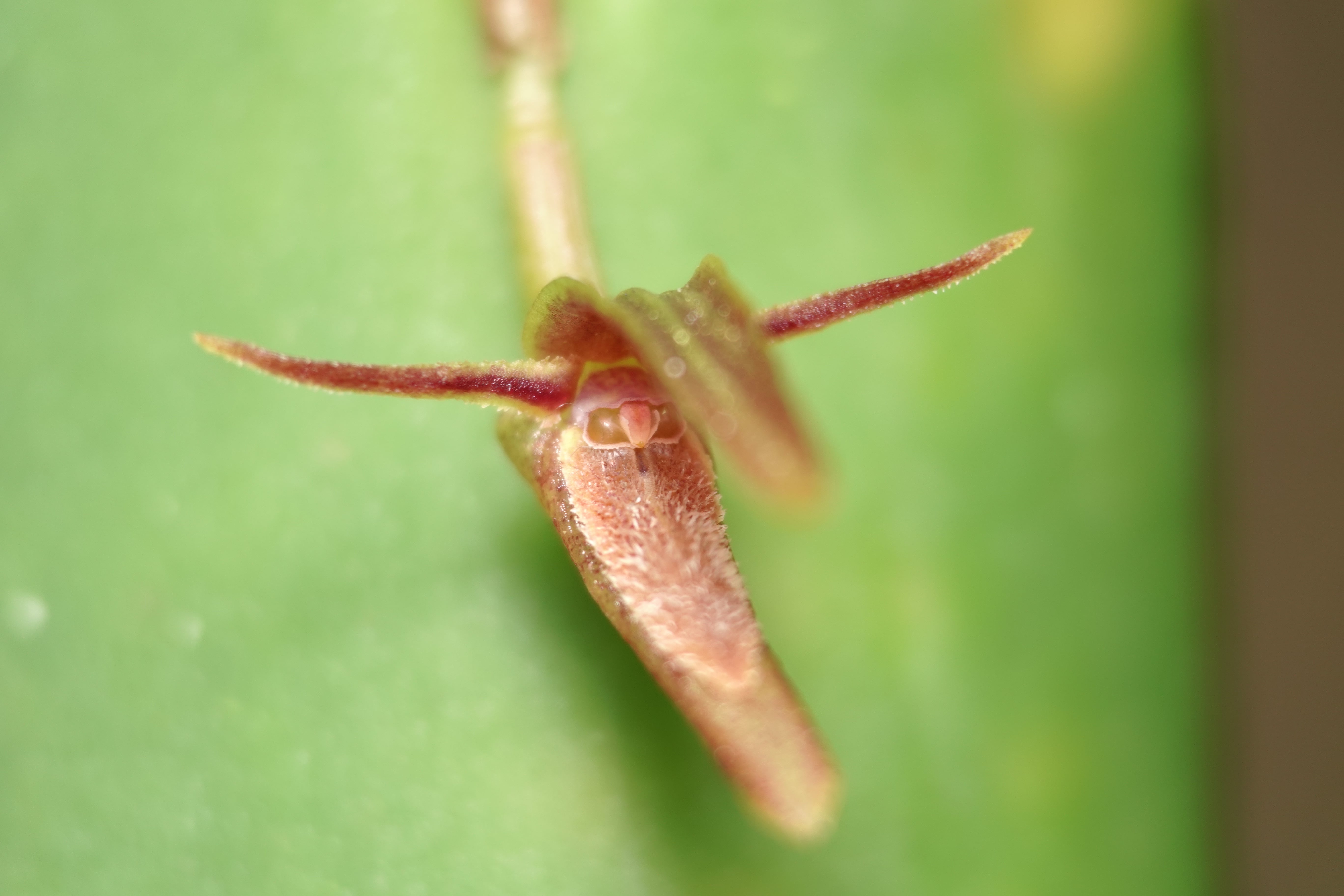 Pleurothallis sp 17