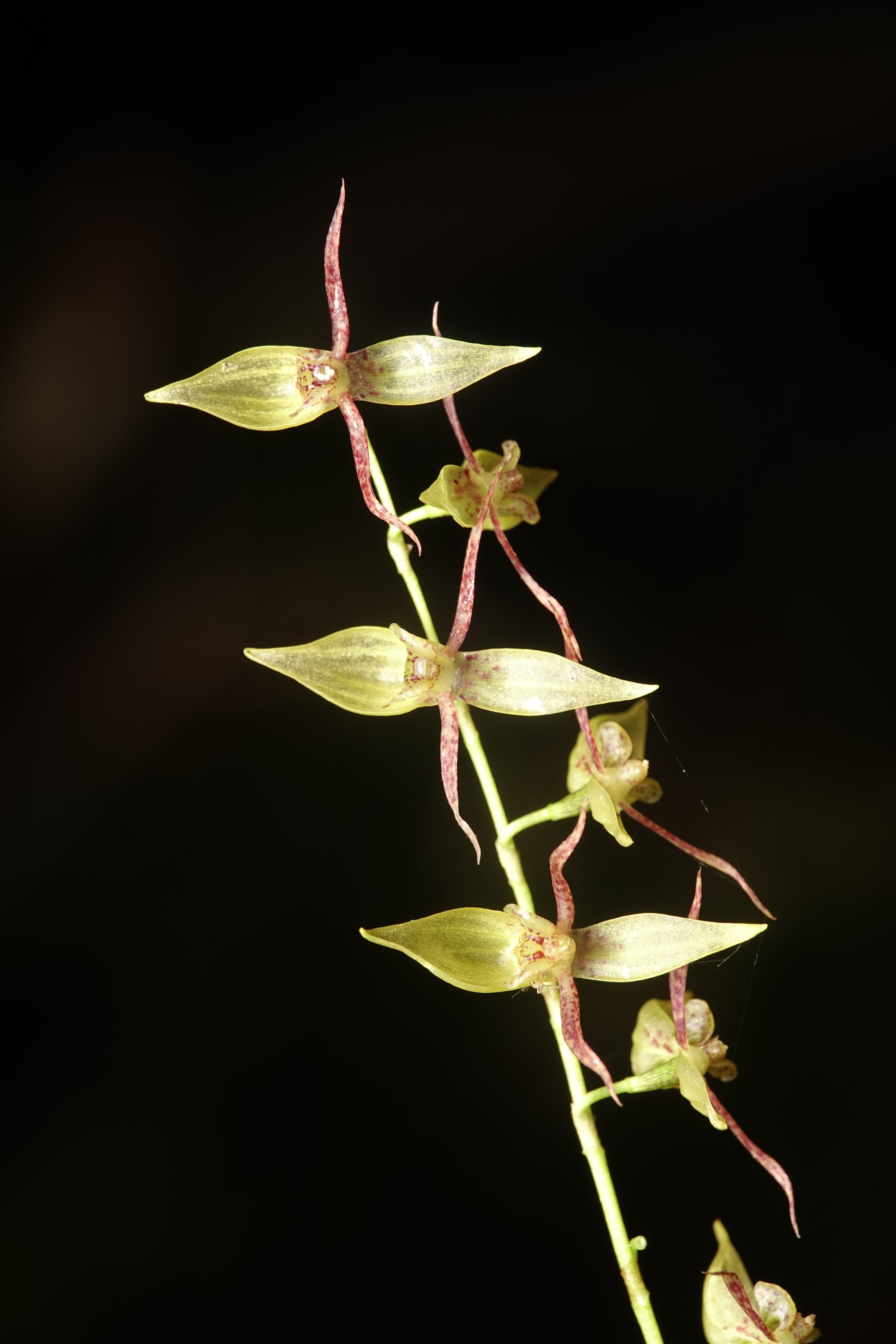 Pleurothallis sp 18
