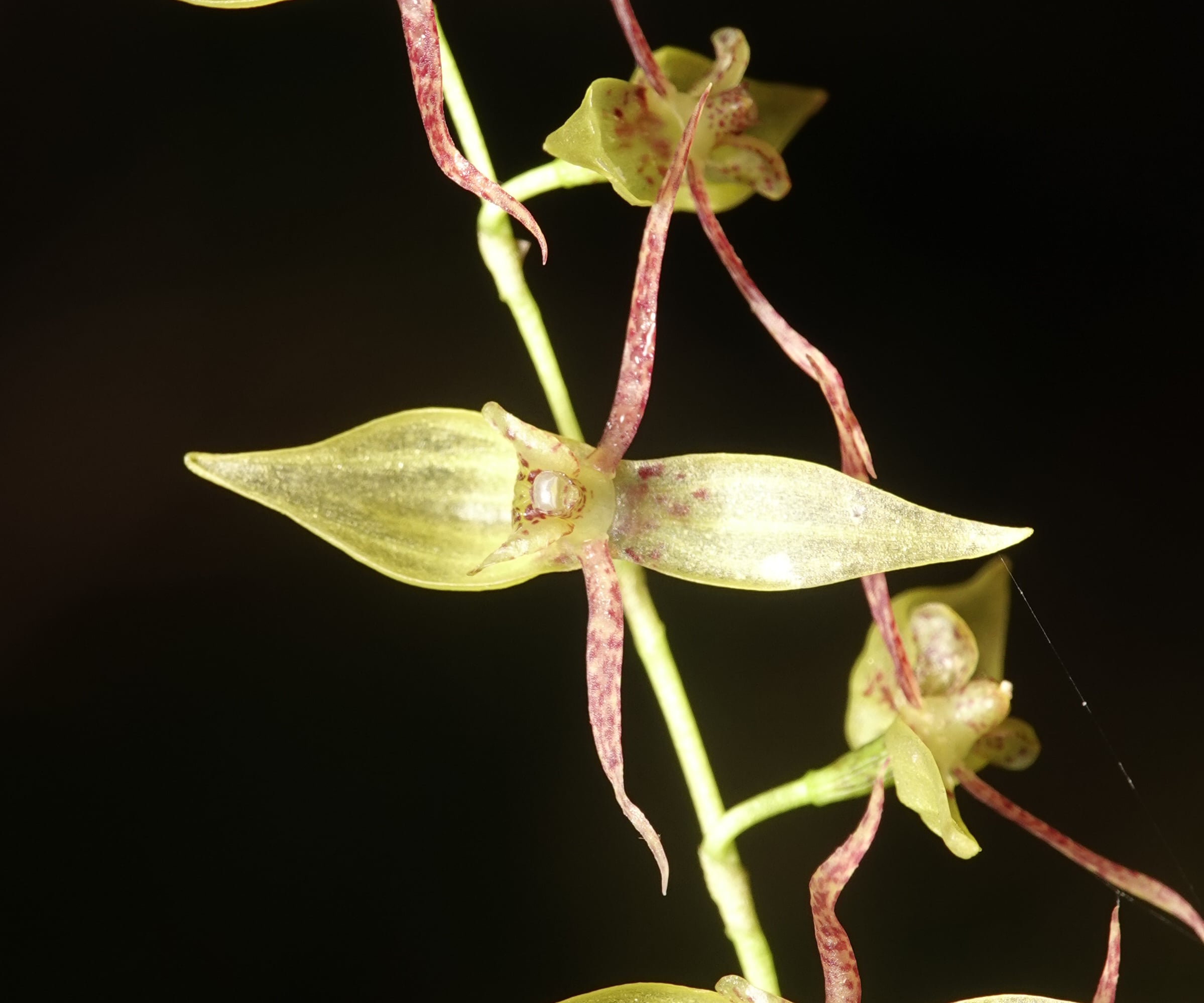 Pleurothallis sp 18. La Honda.