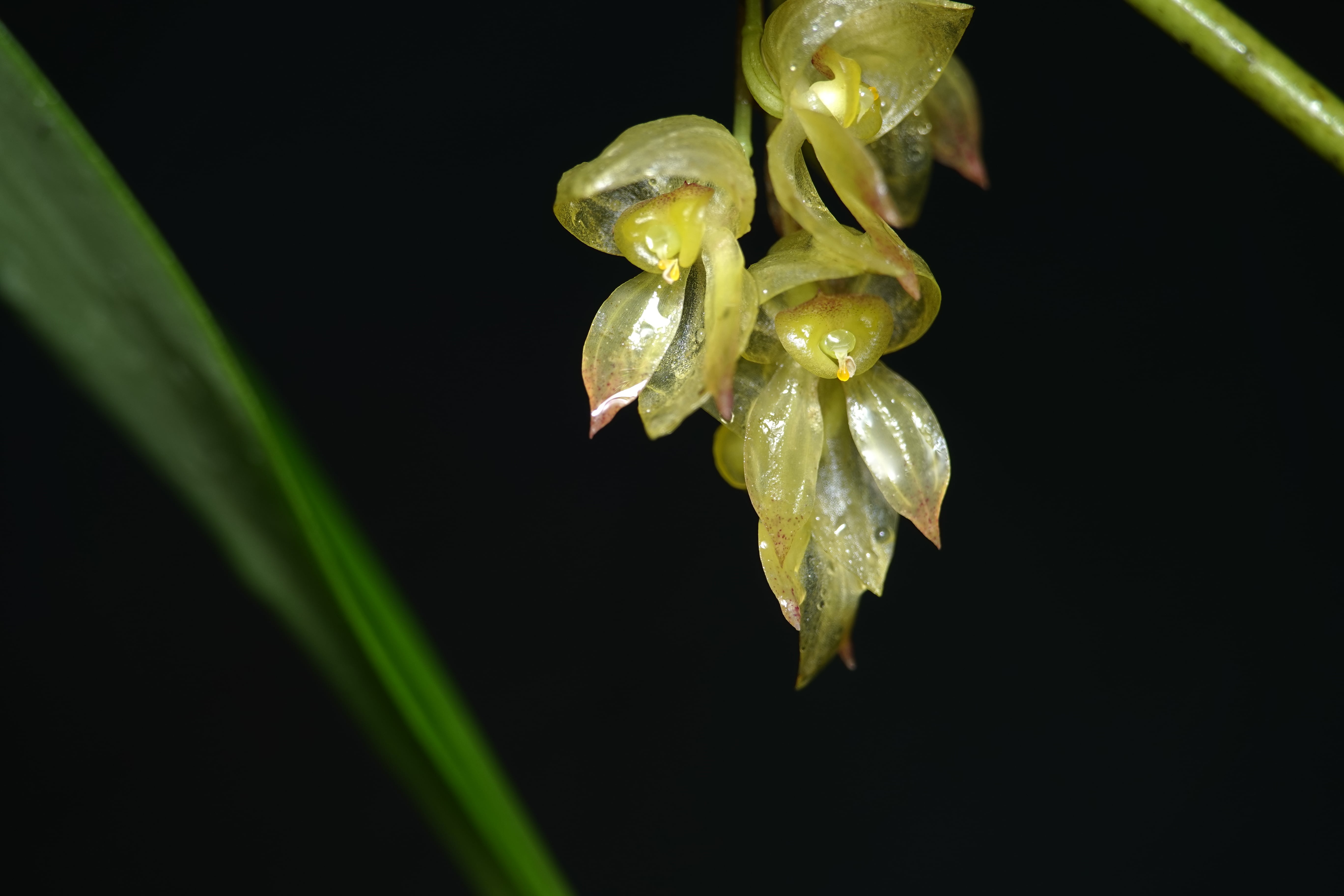 Pleurothallis sp 19