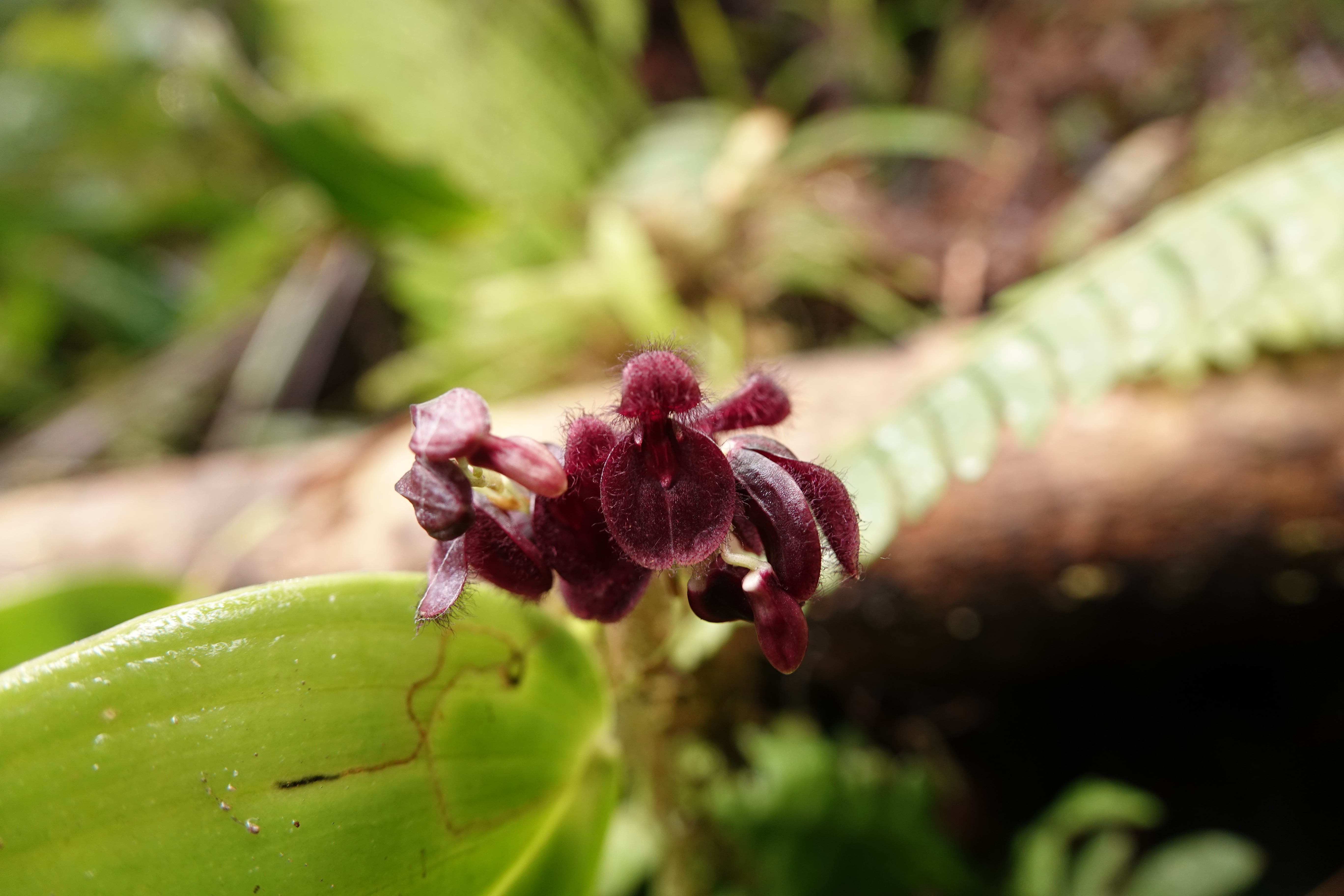Pleurothallis sp 2