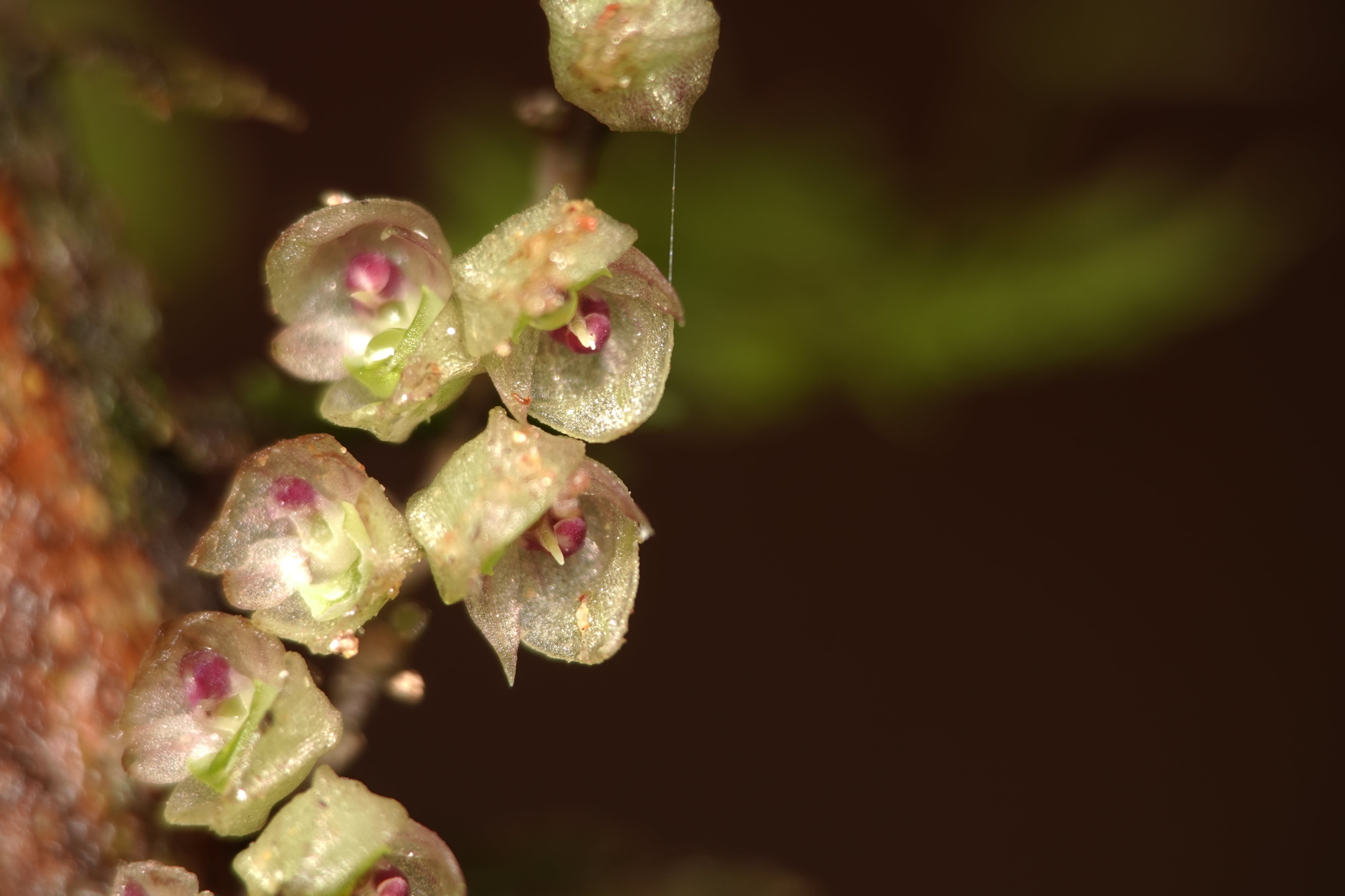 Pleurothallis sp 20