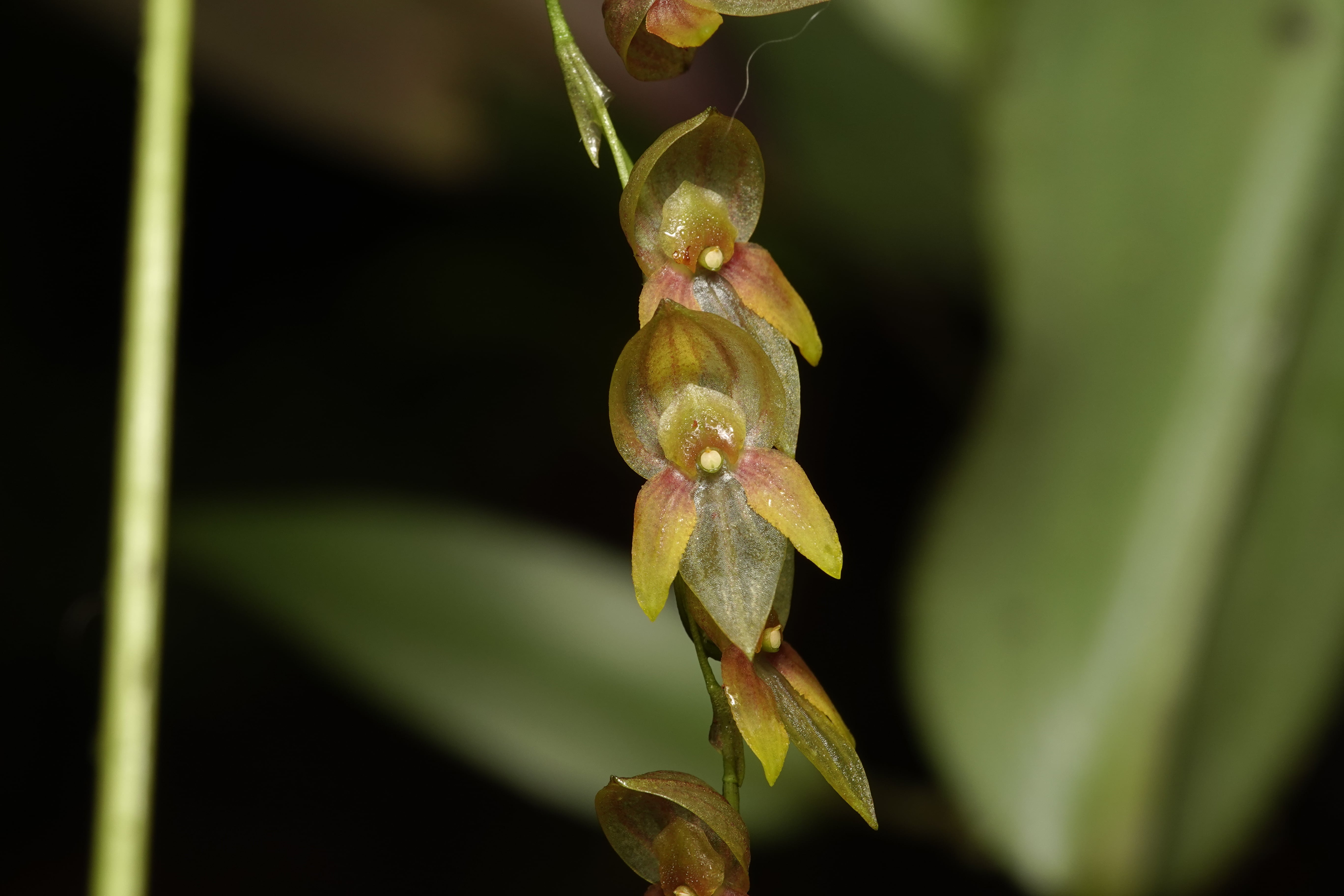 Pleurothallis sp 21