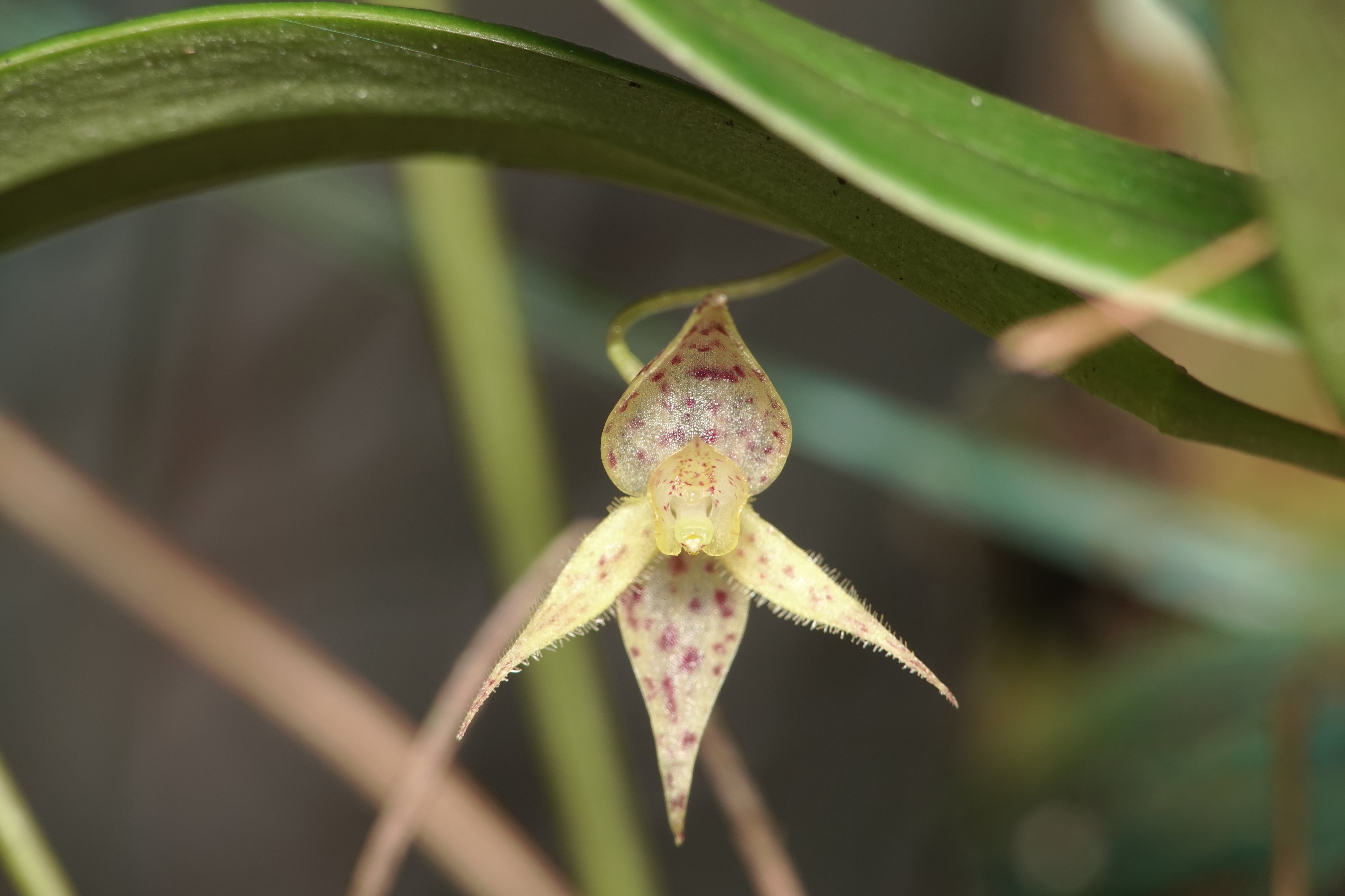 Pleurothallis sp 22