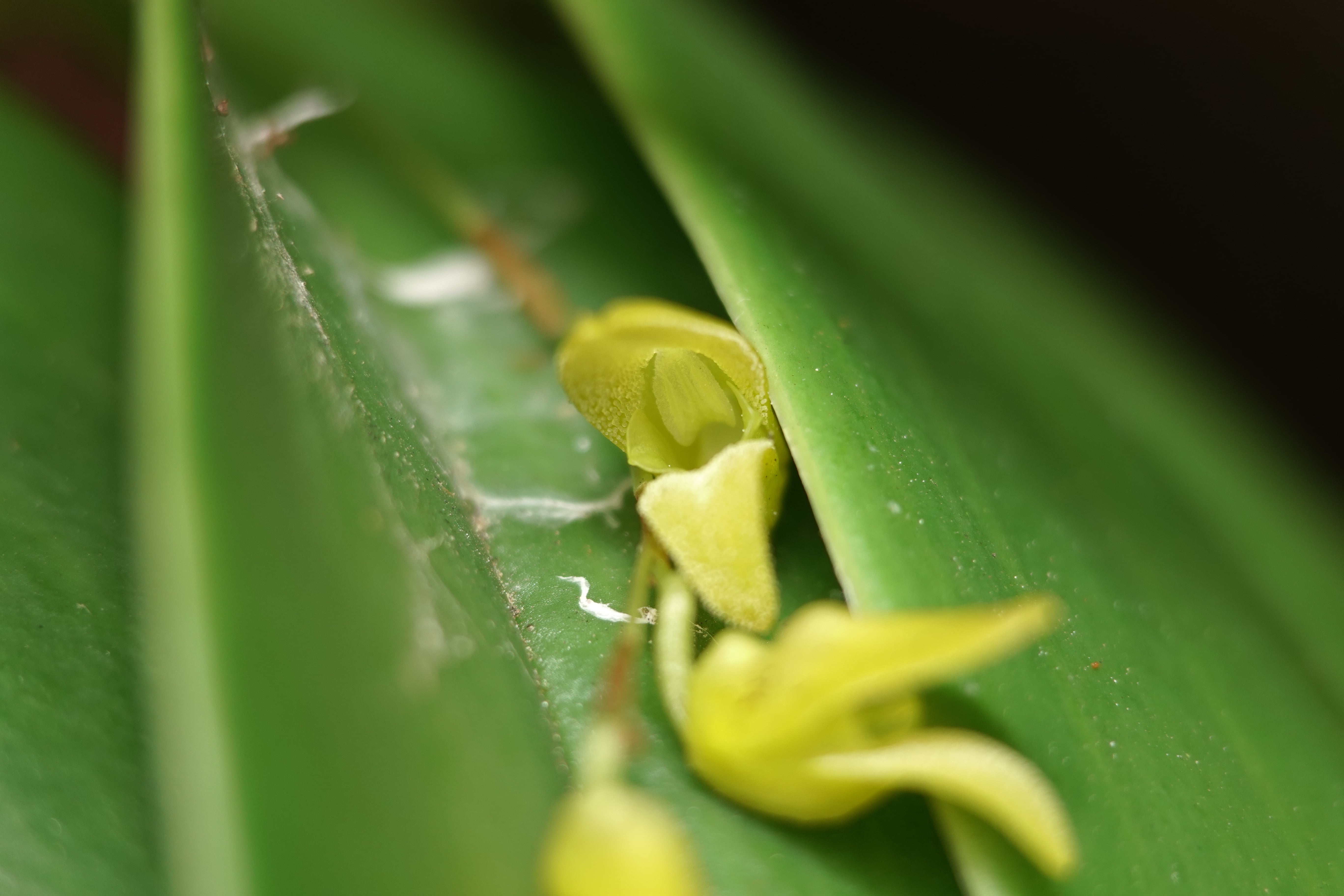 Pleurothallis sp 23