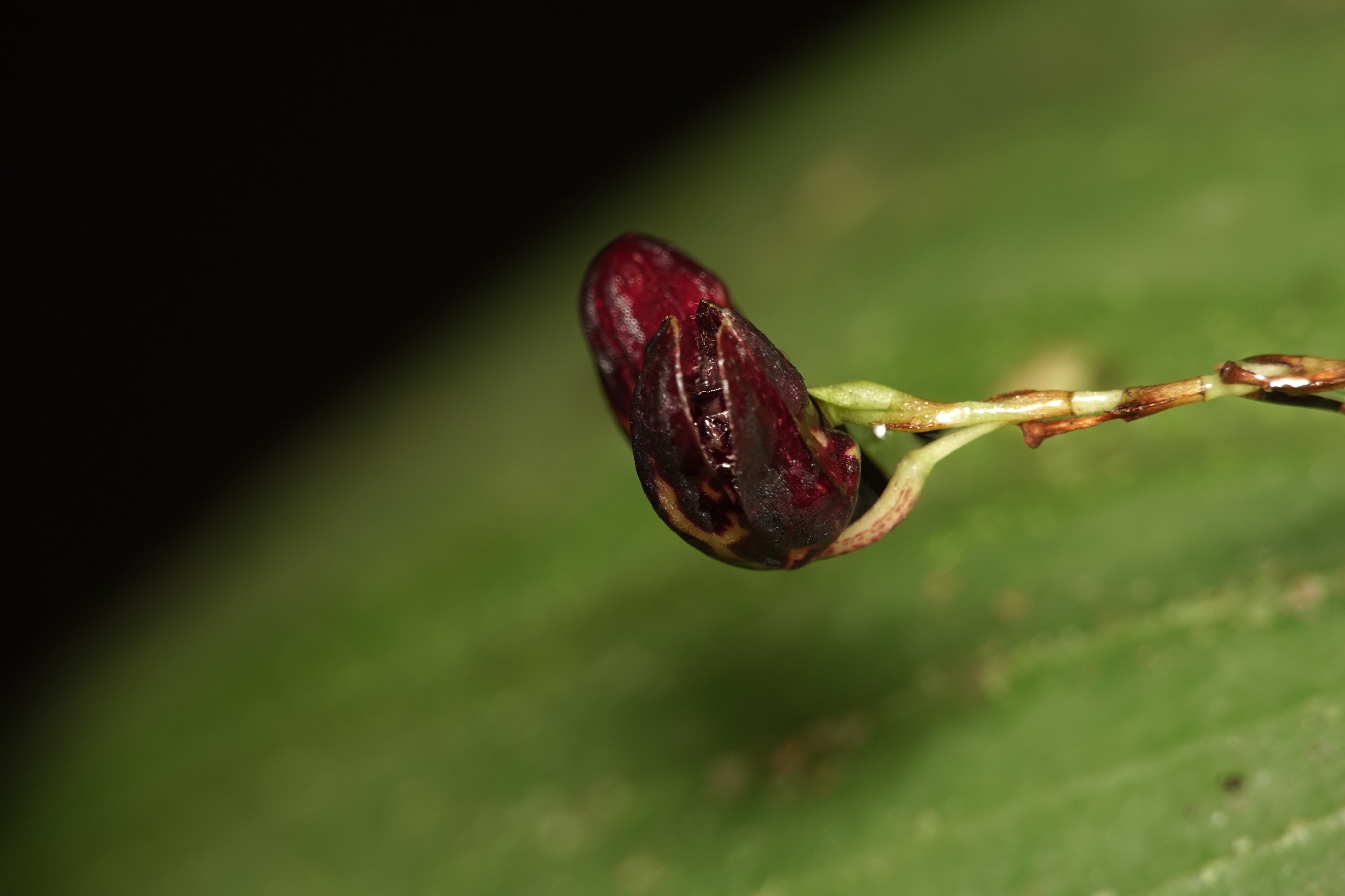 Pleurothallis sp 24. La Honda.