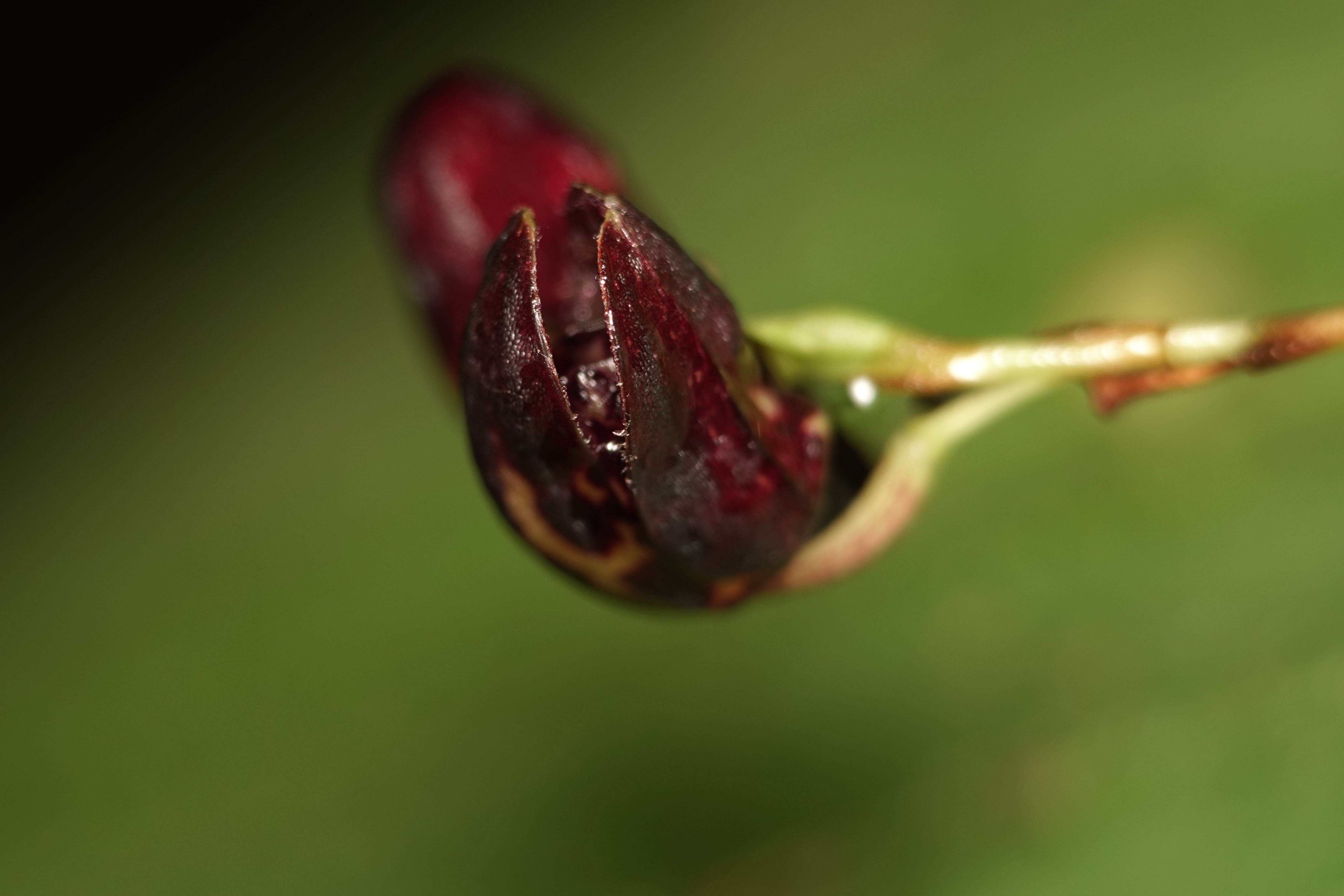 Pleurothallis sp 24. La Honda.