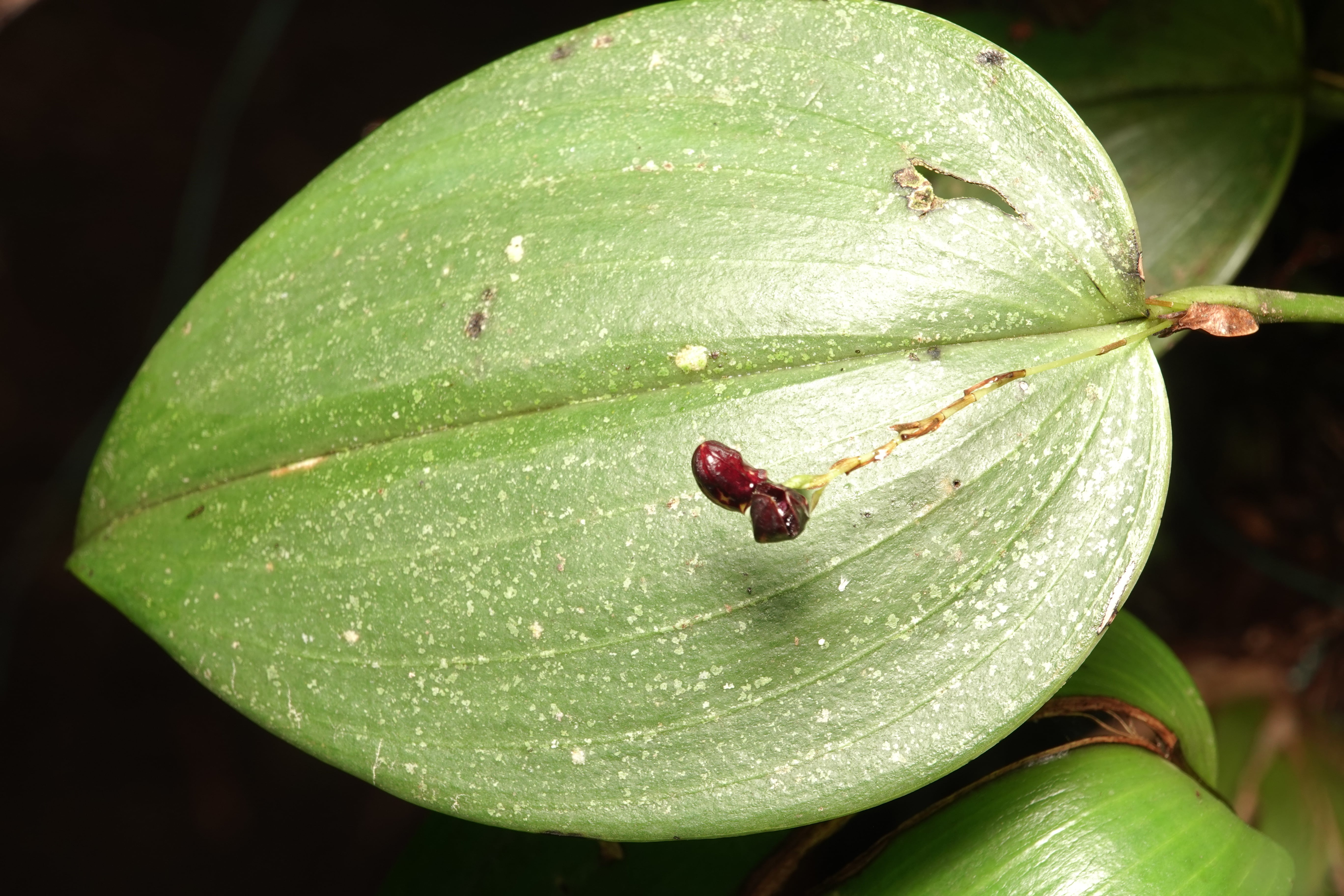 Pleurothallis sp 24. La Honda.