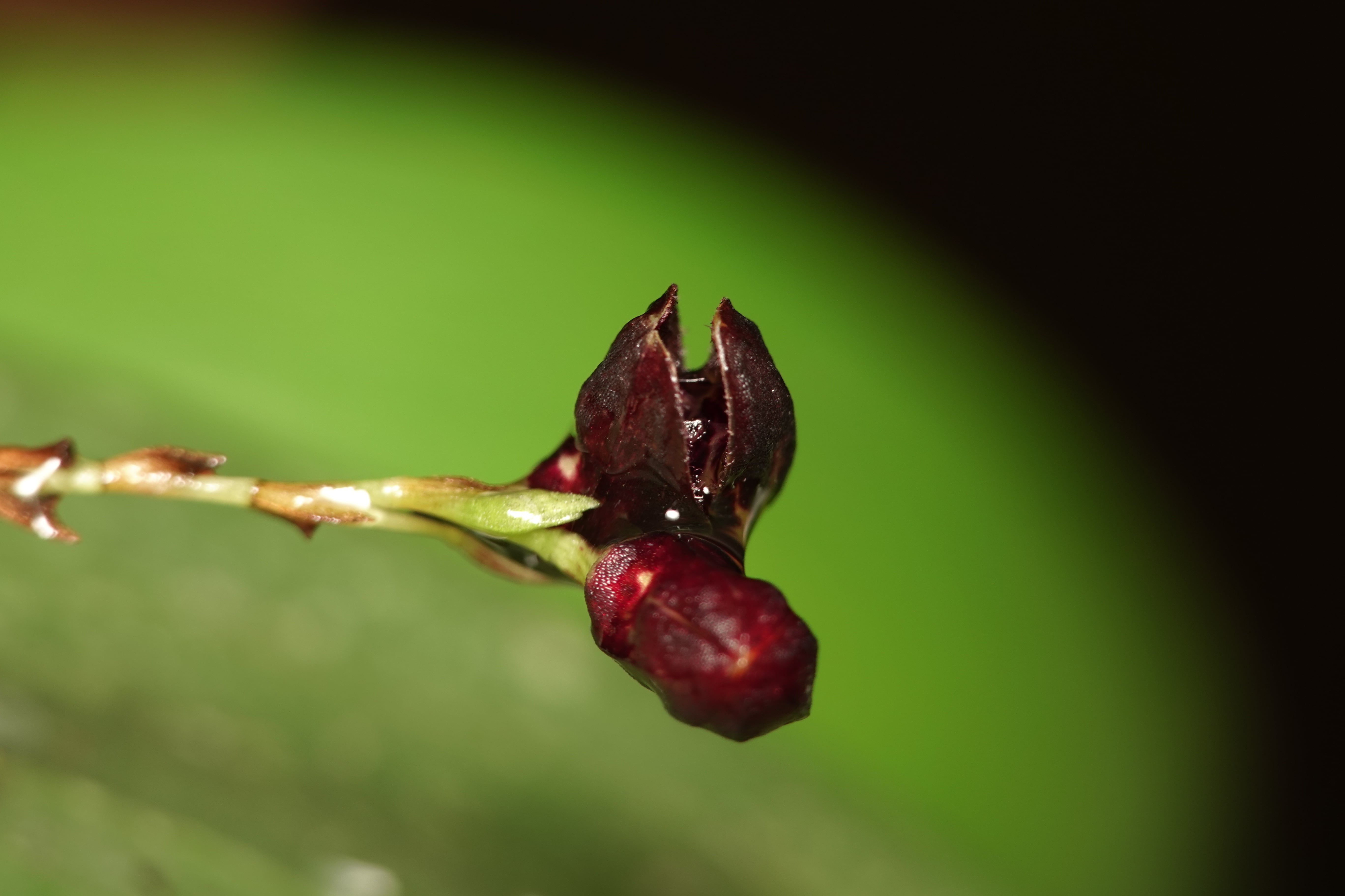 Pleurothallis sp 24. La Honda.