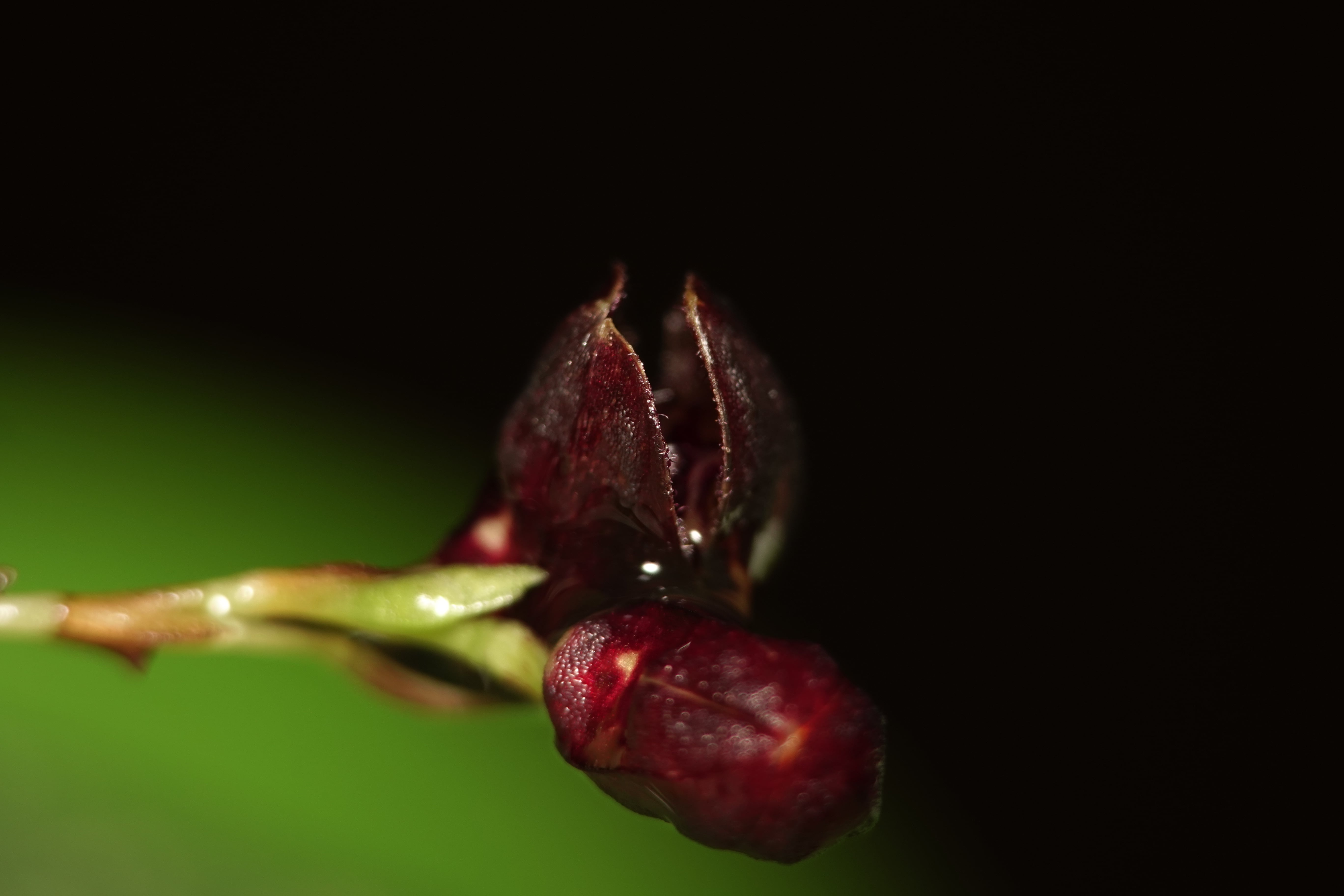 Pleurothallis sp 24. La Honda.