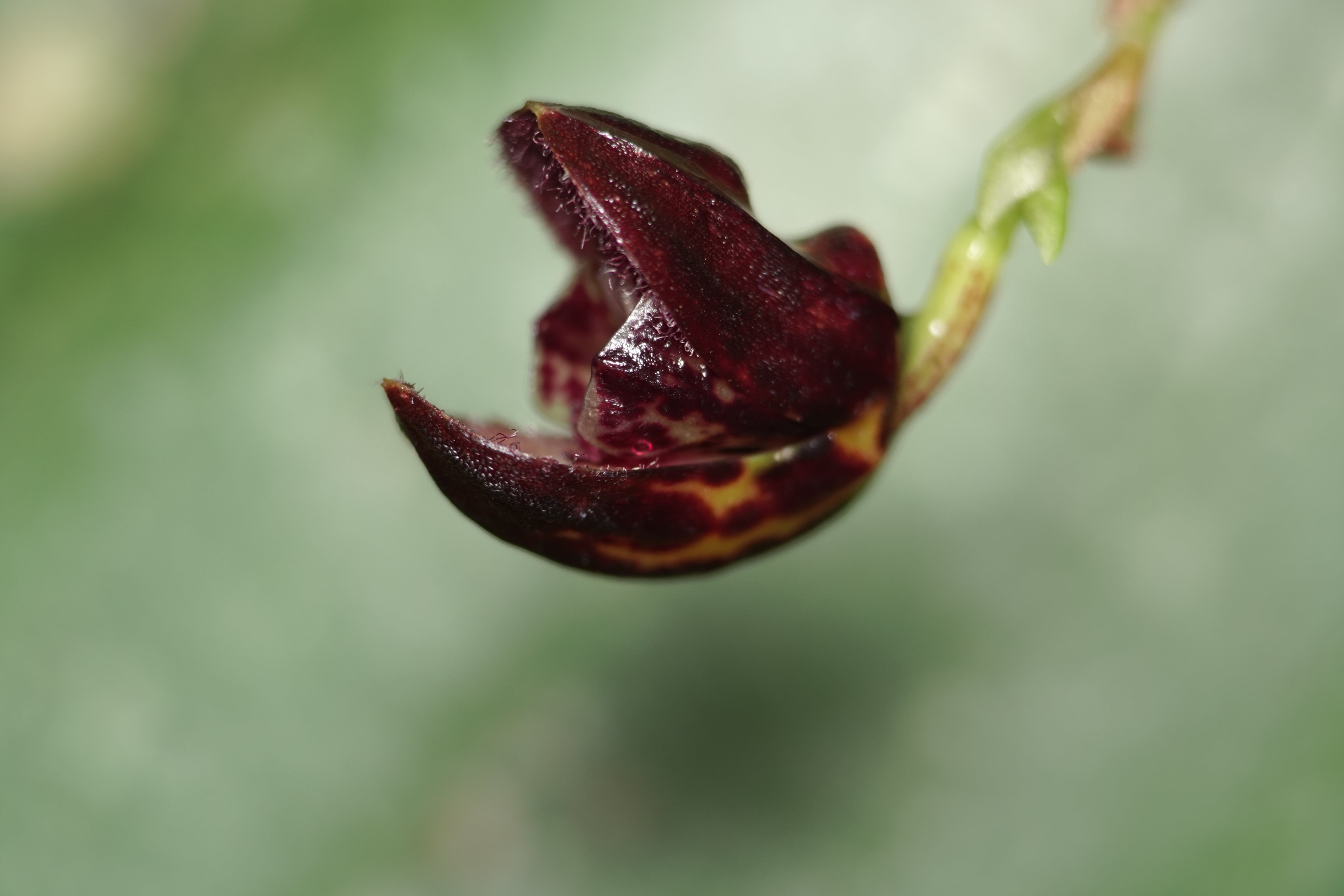 Pleurothallis sp 24
