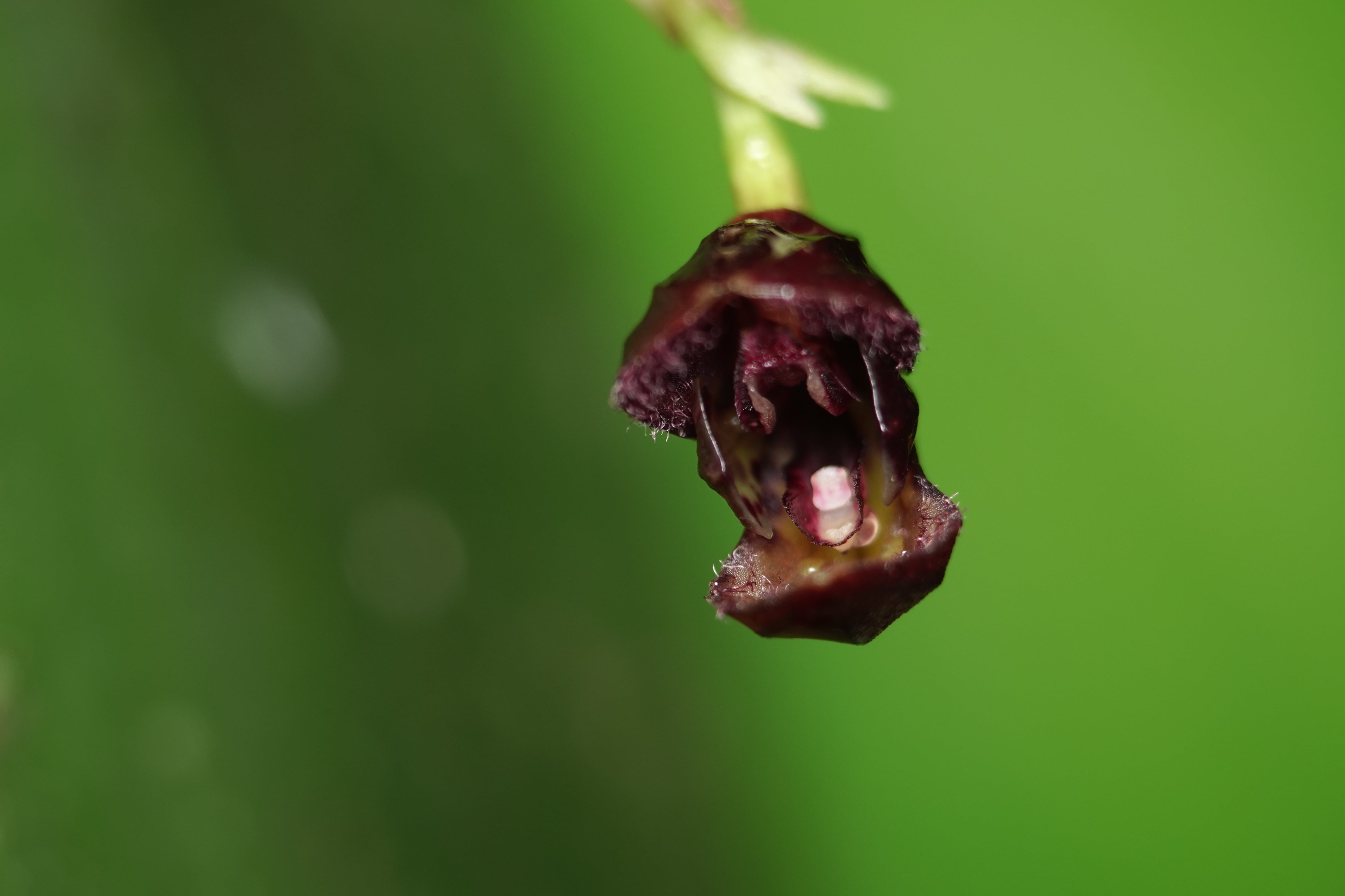 Pleurothallis sp 24. La Honda.
