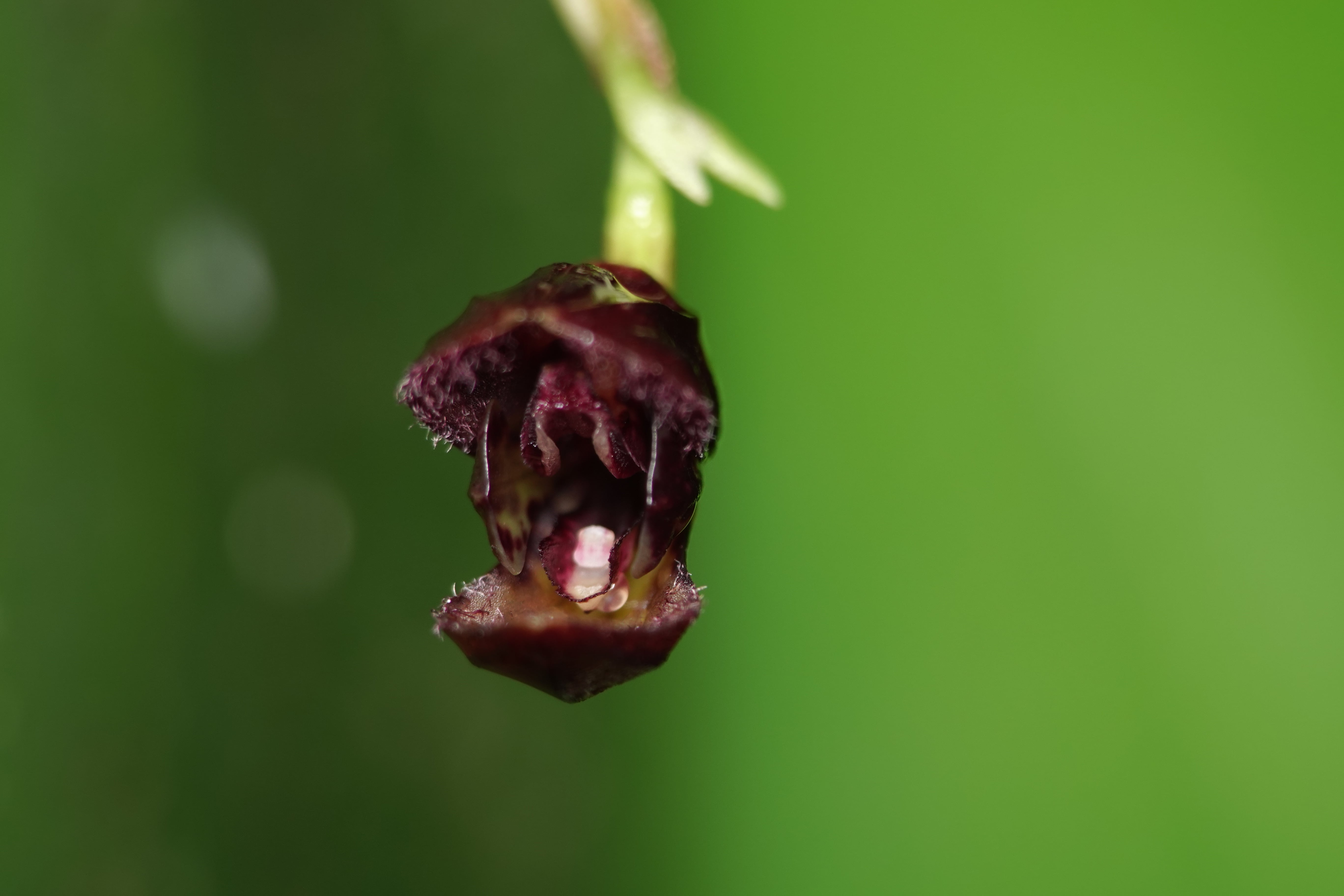 Pleurothallis sp 24. La Honda.