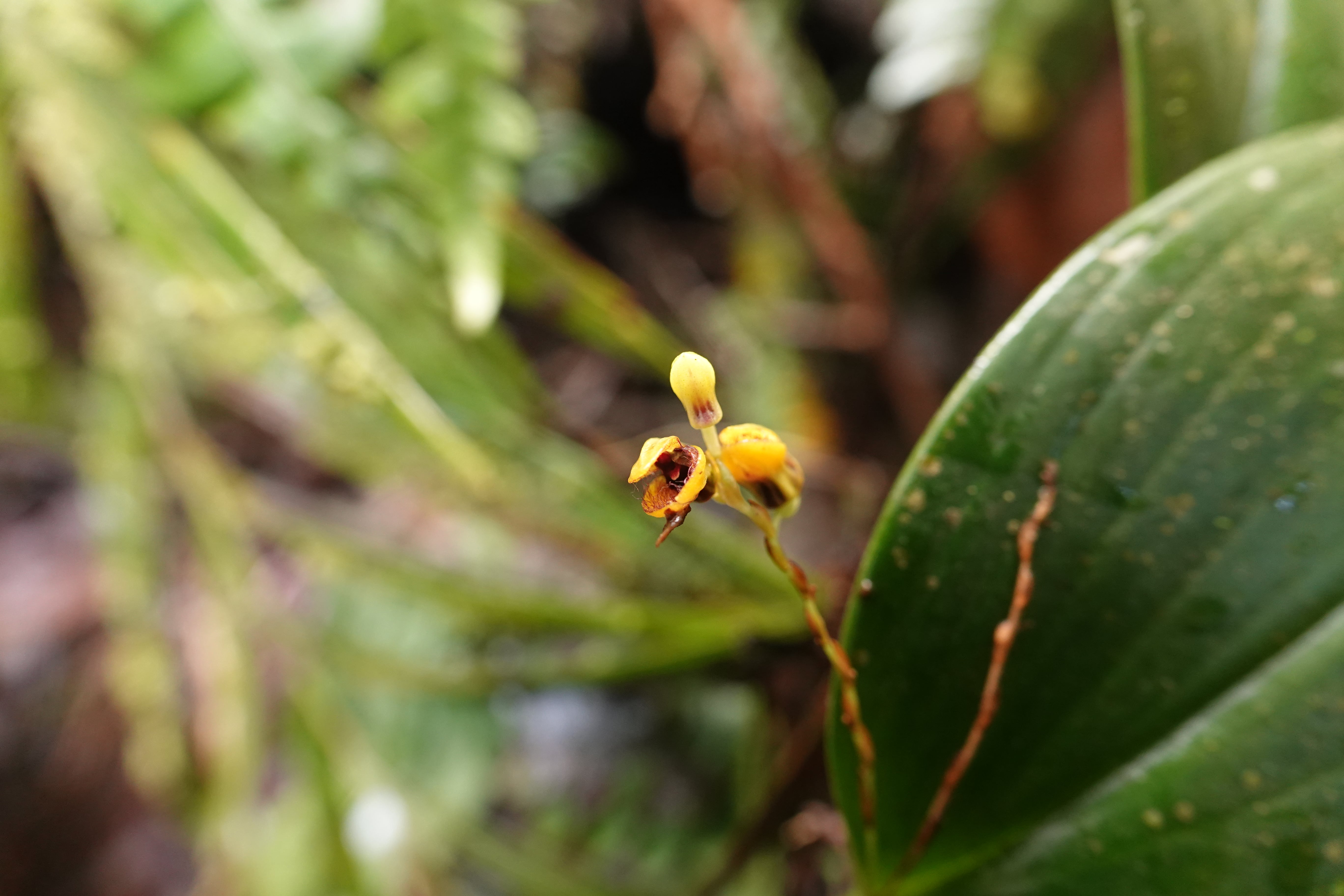 Pleurothallis sp 3