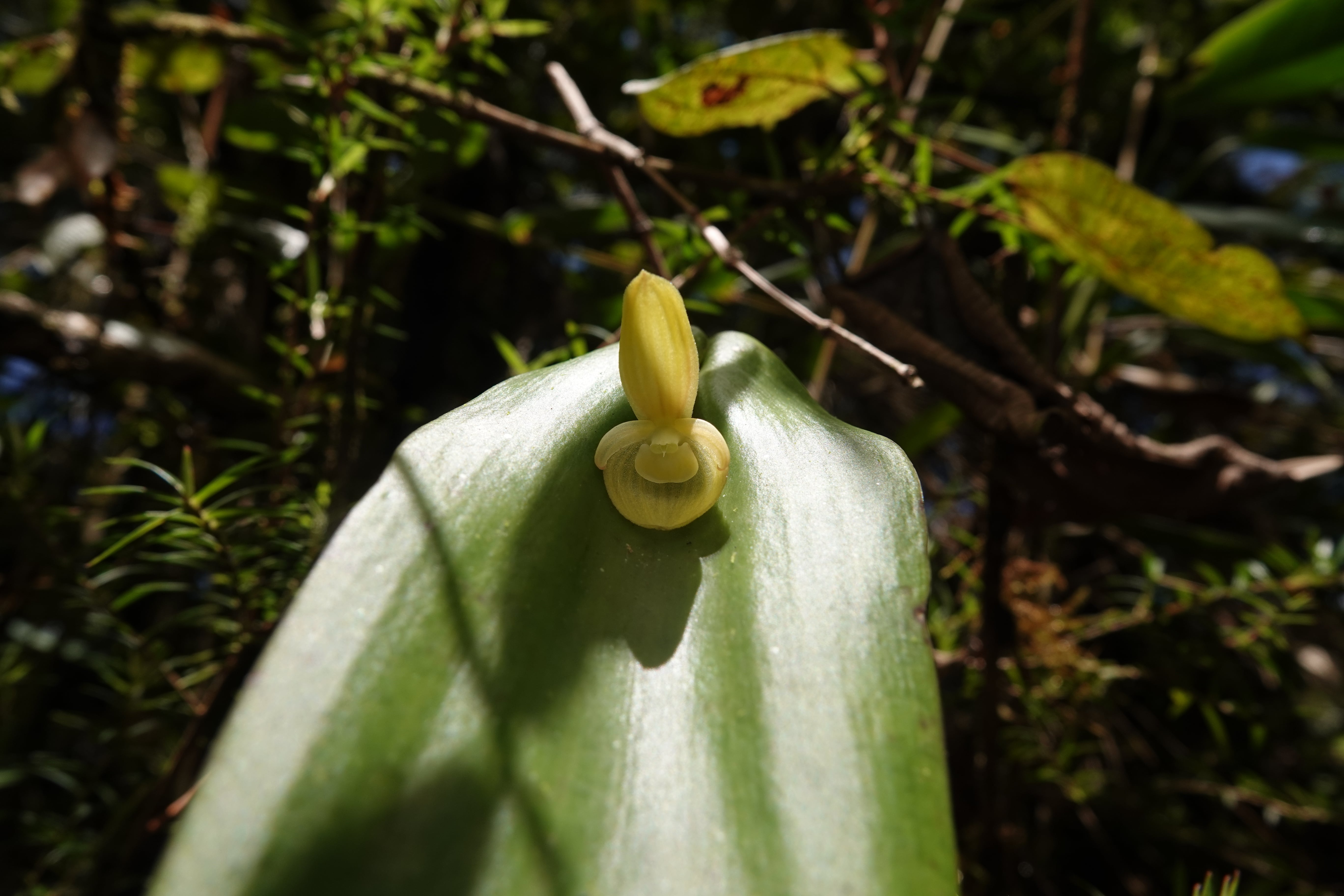 *Pleurothallis sp 4*. La Honda.