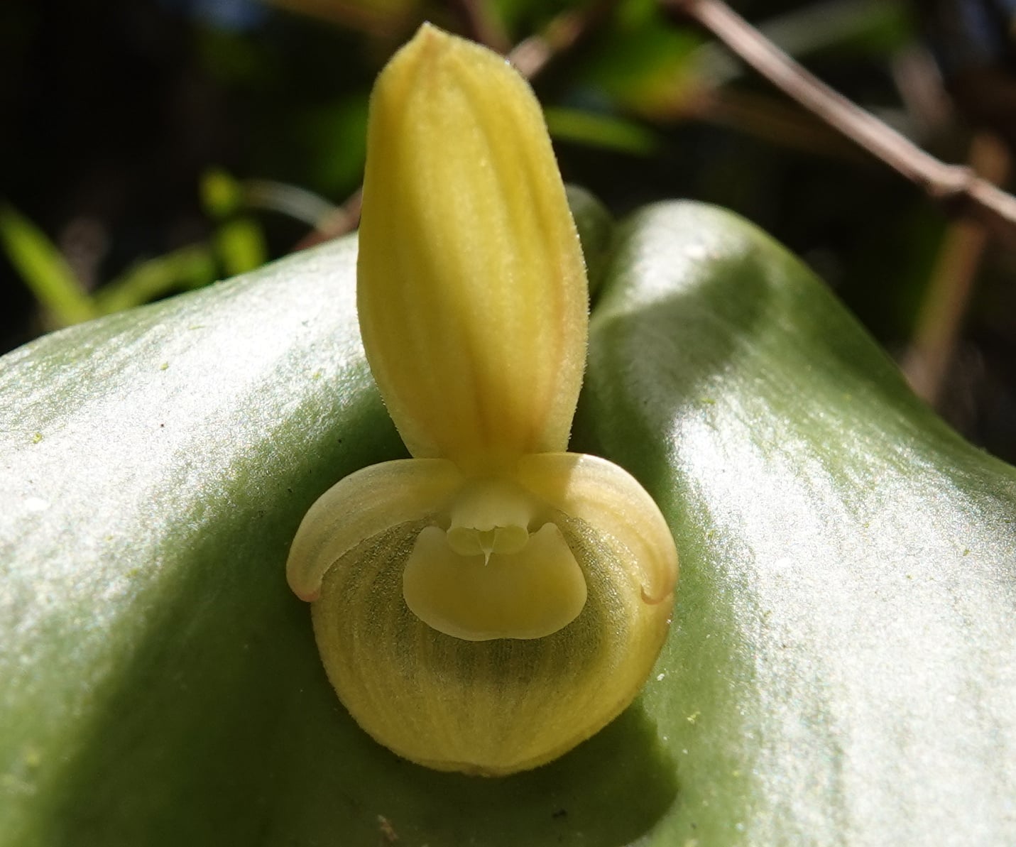 Pleurothallis sp 4