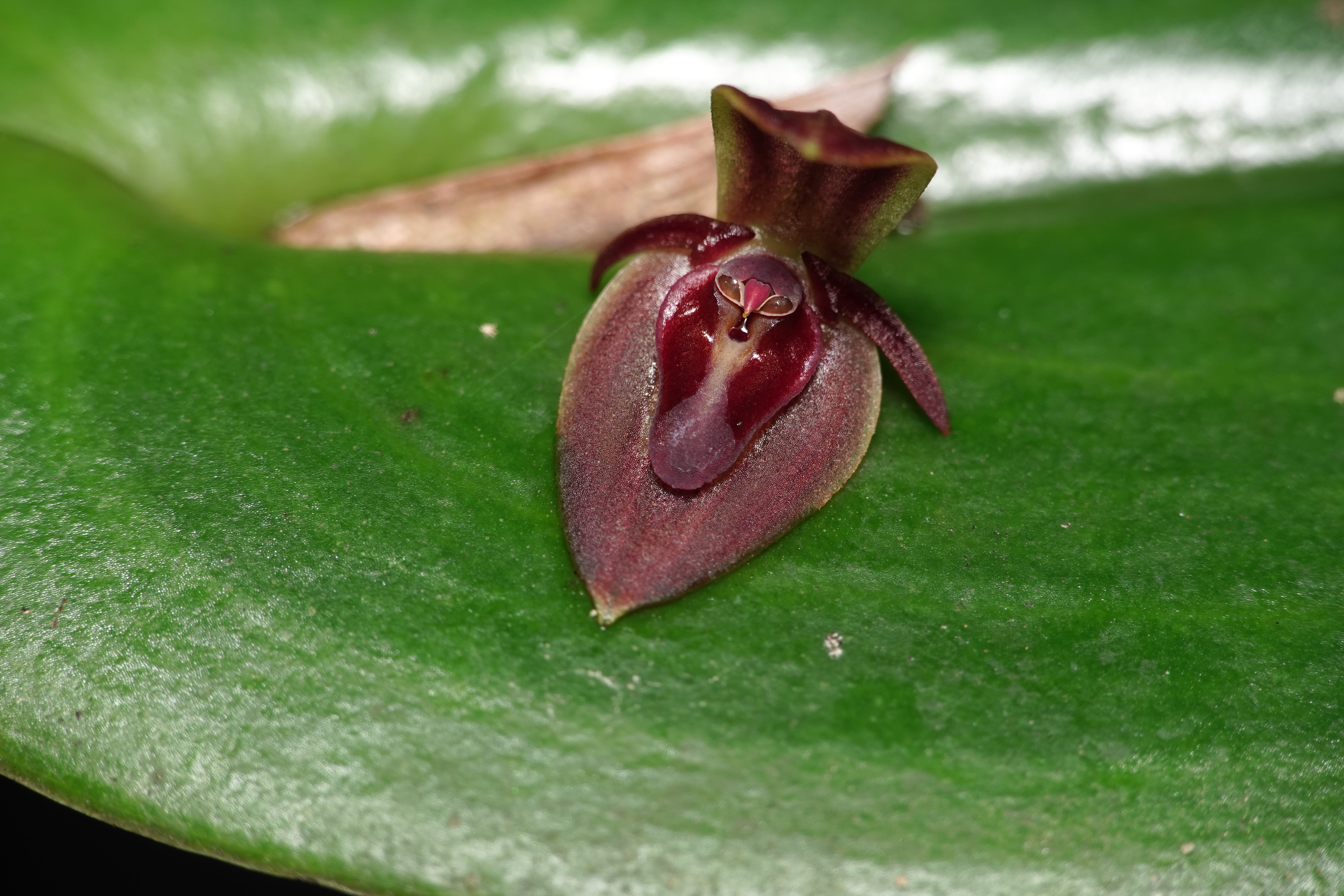 Pleurothallis sp 5