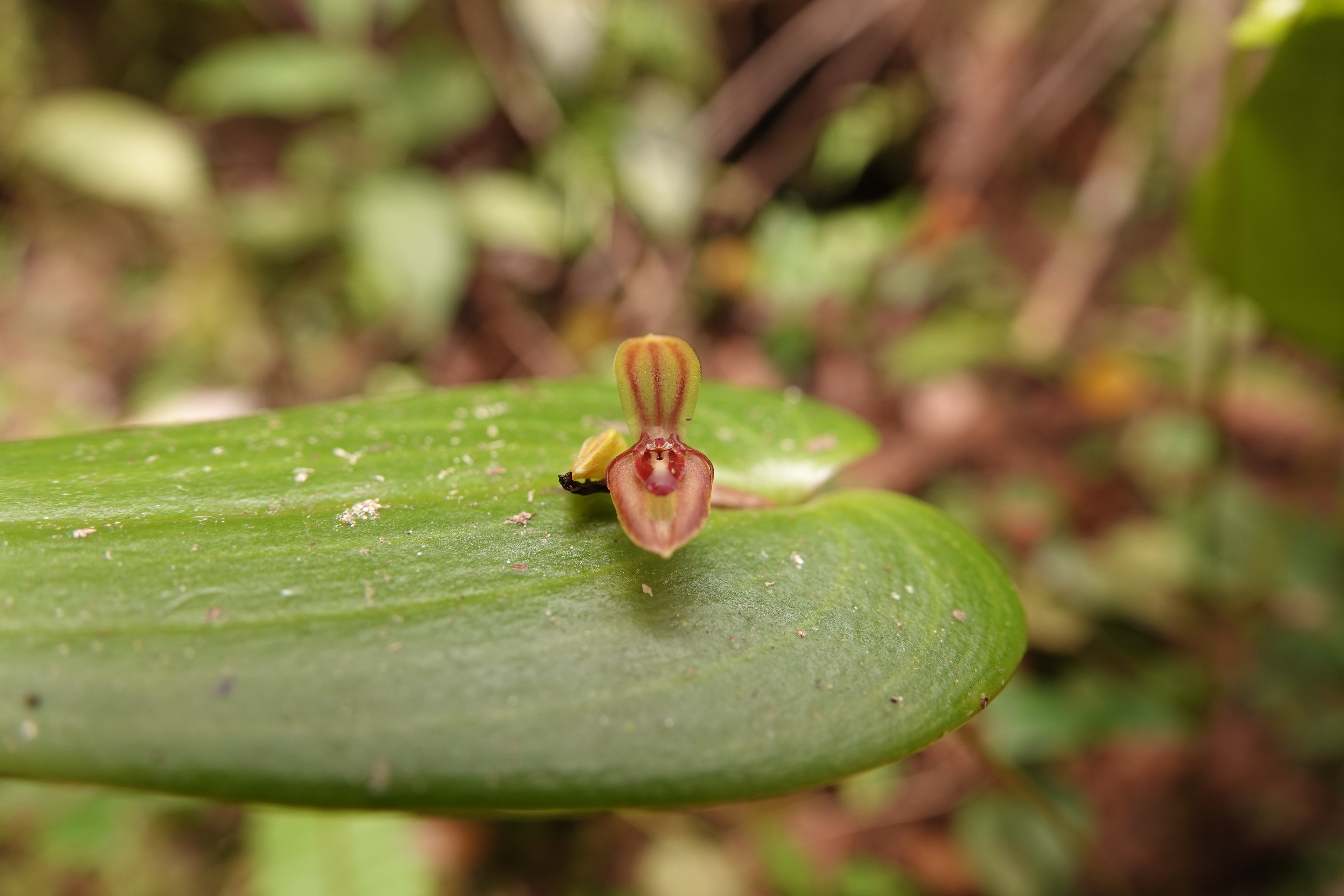 *Pleurothallis sp 5*. La Honda.
