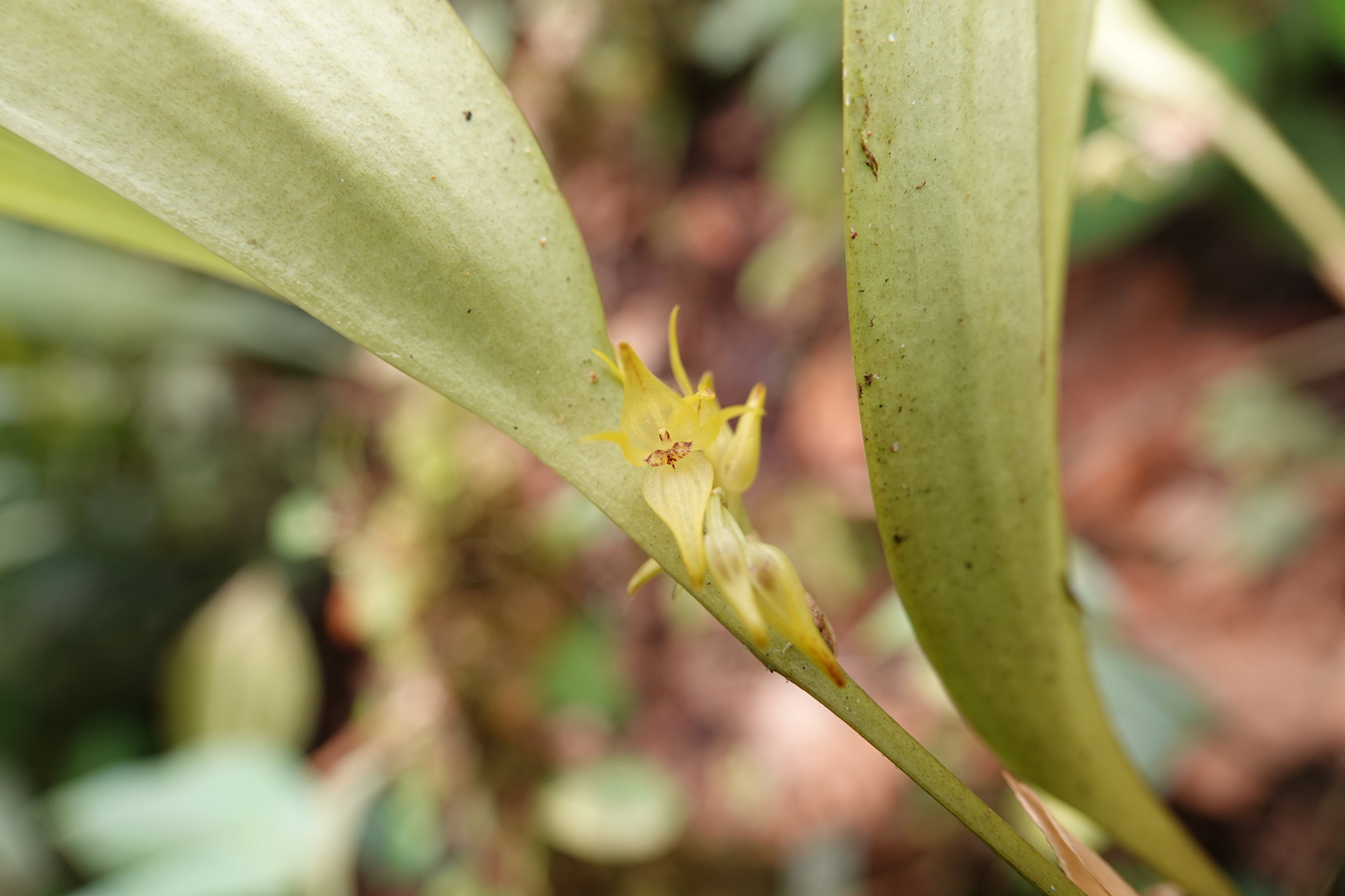 Pleurothallis sp 6