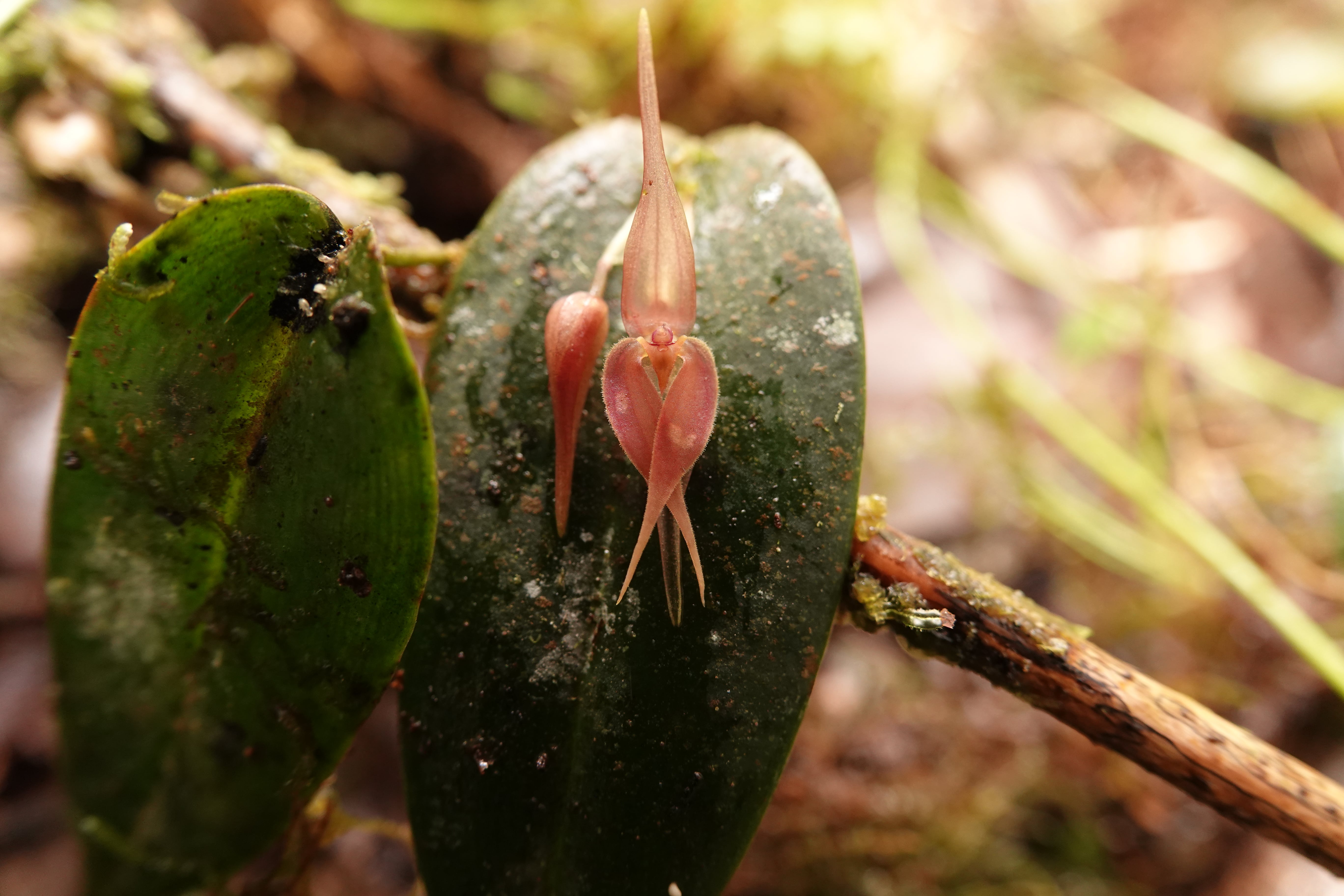Pleurothallis sp 7