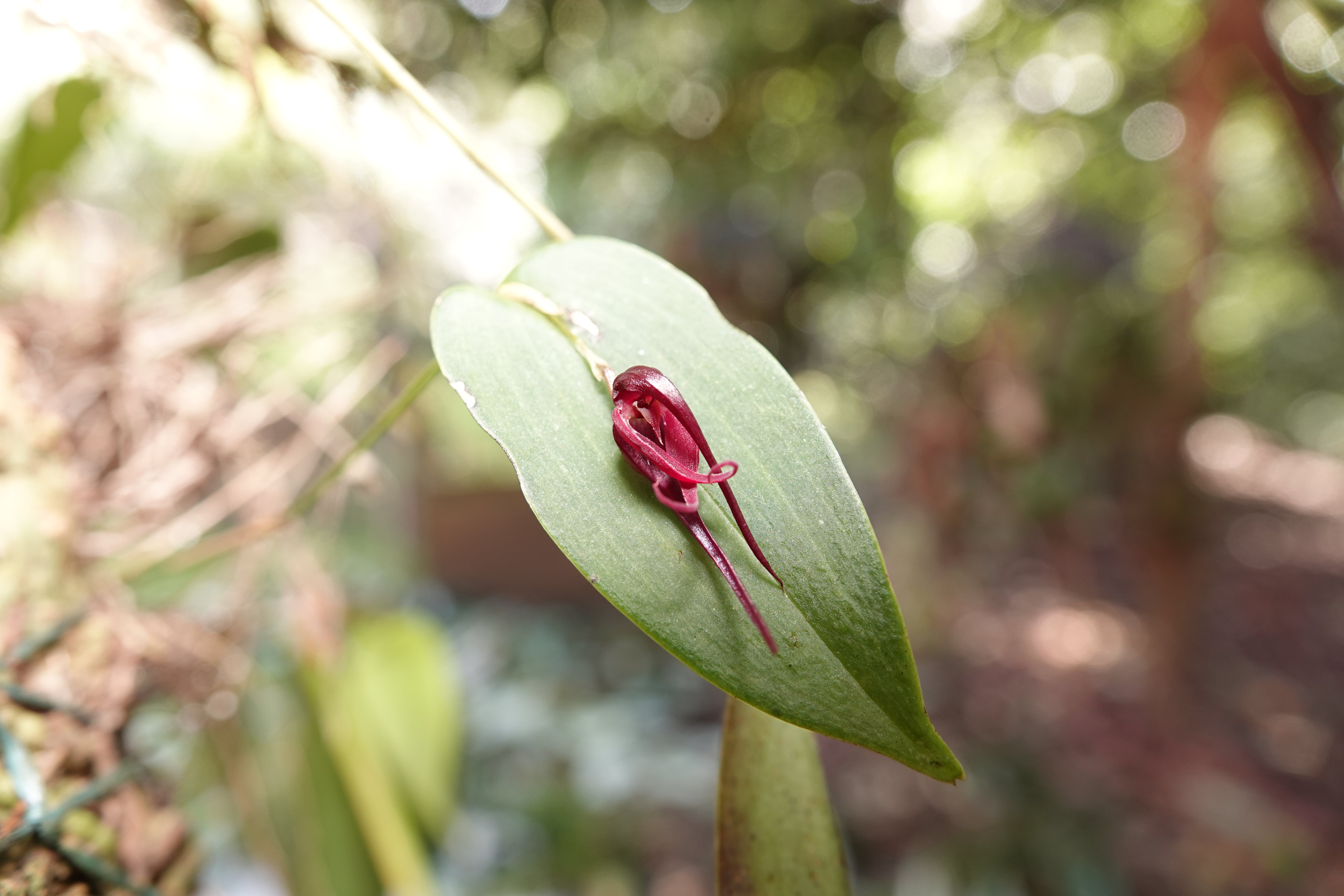 *Pleurothallis sp 7*. La Honda.