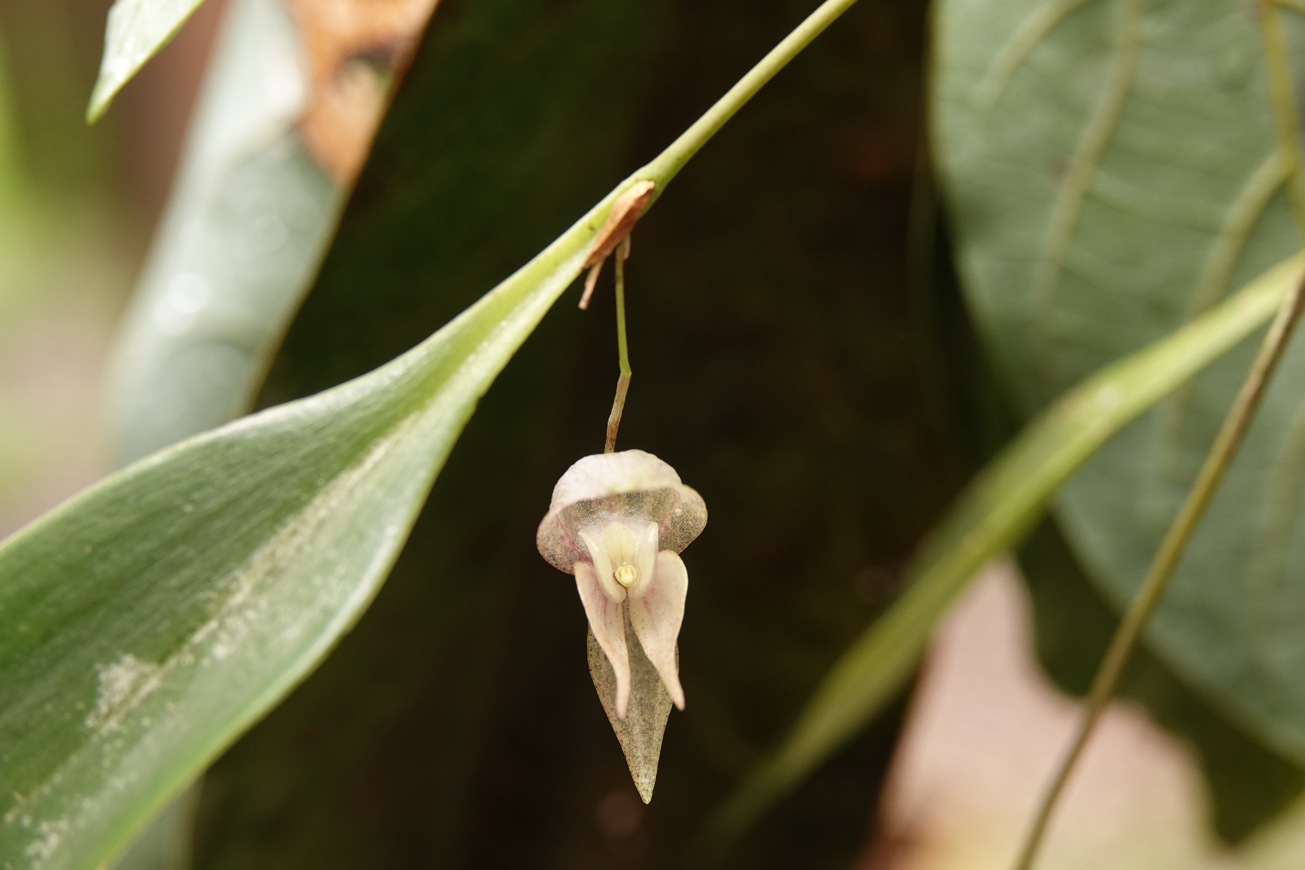 Pleurothallis sp 8