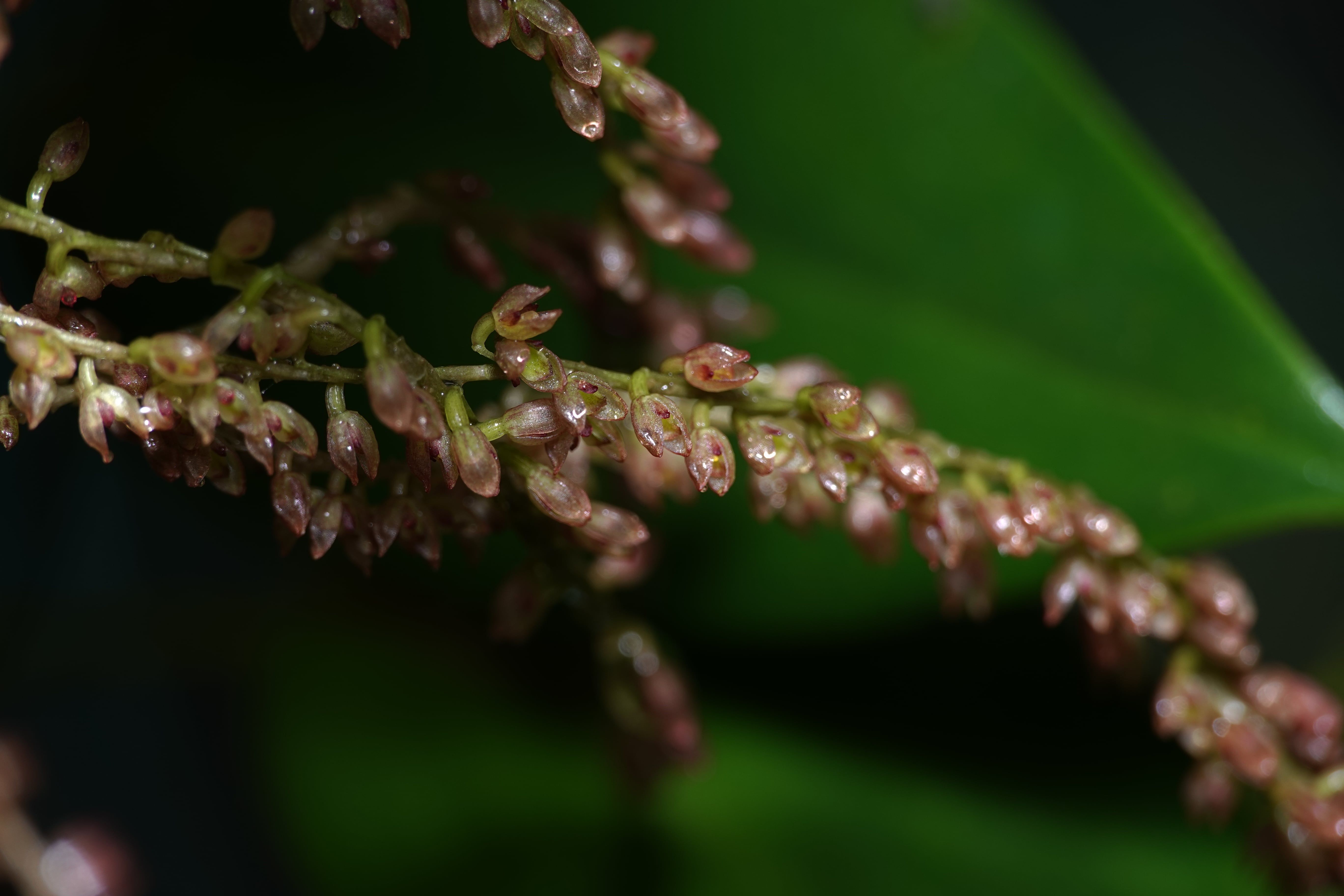*Pleurothallis sp 9*. La Honda.