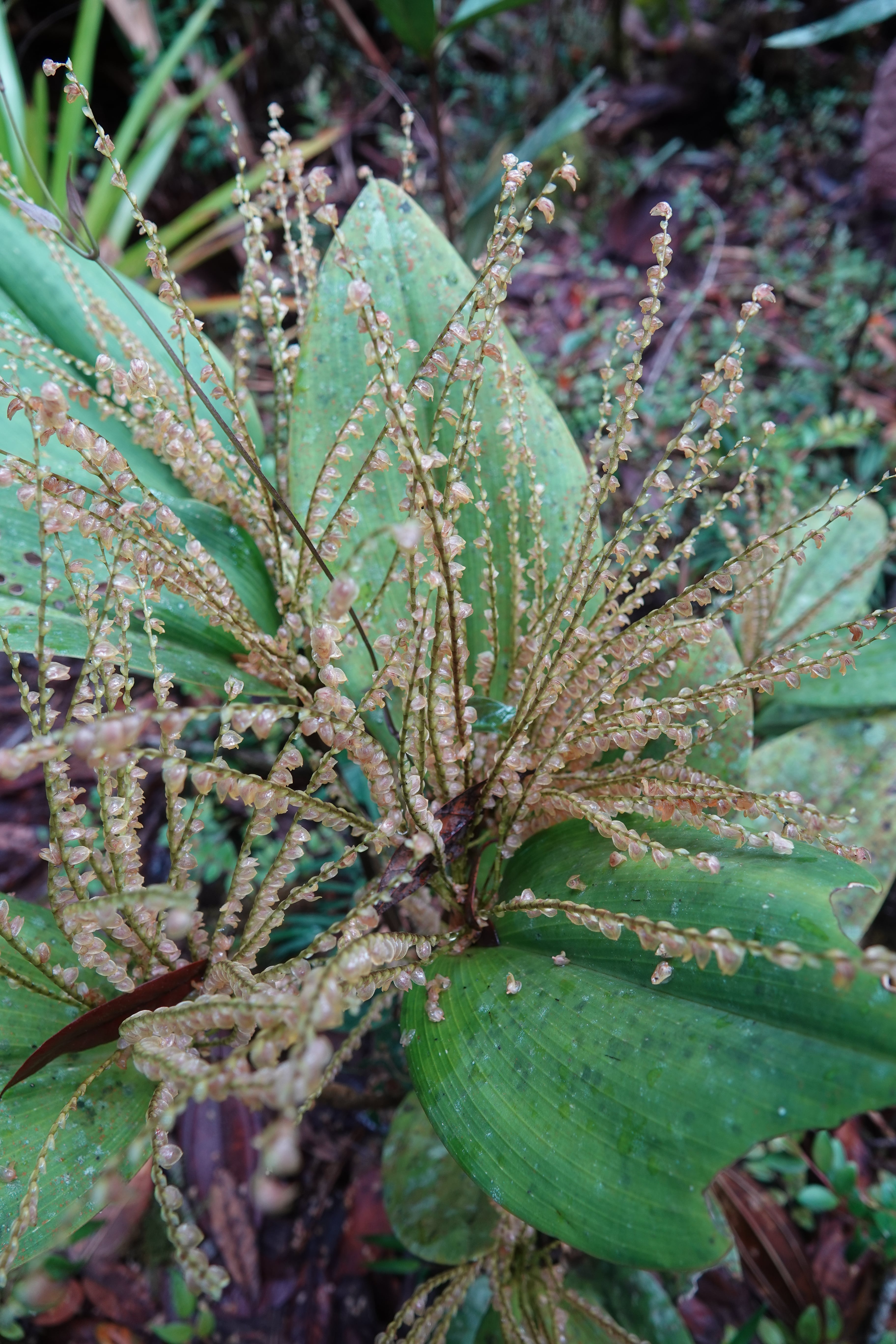*Pleurothallis sp 9*. La Honda.