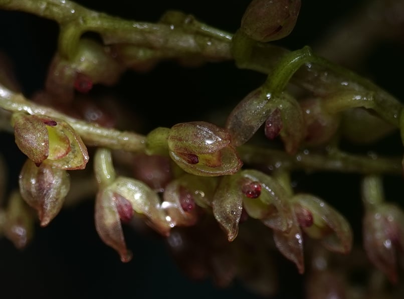 Pleurothallis sp 9