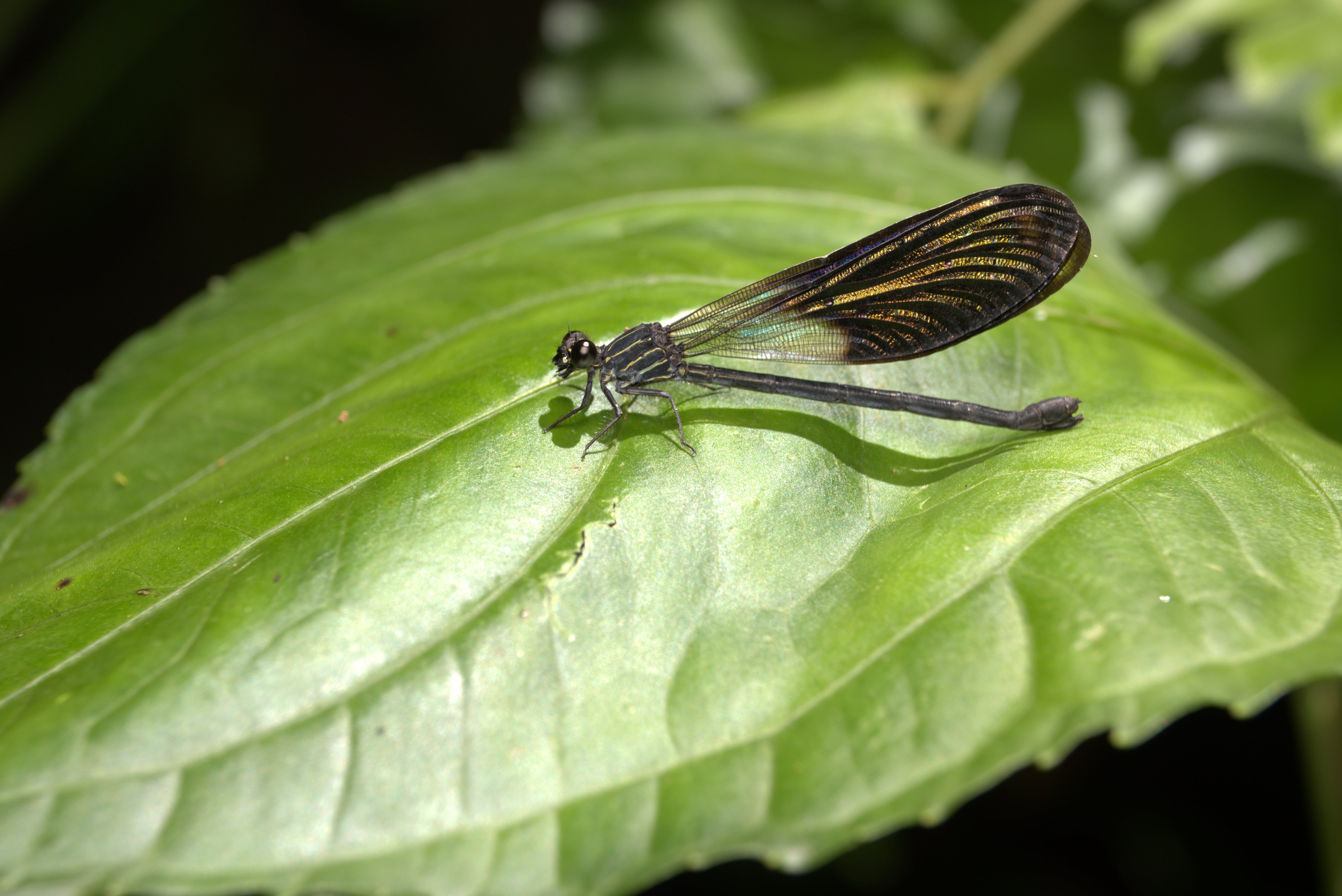 Polythore gigantea. La Honda.